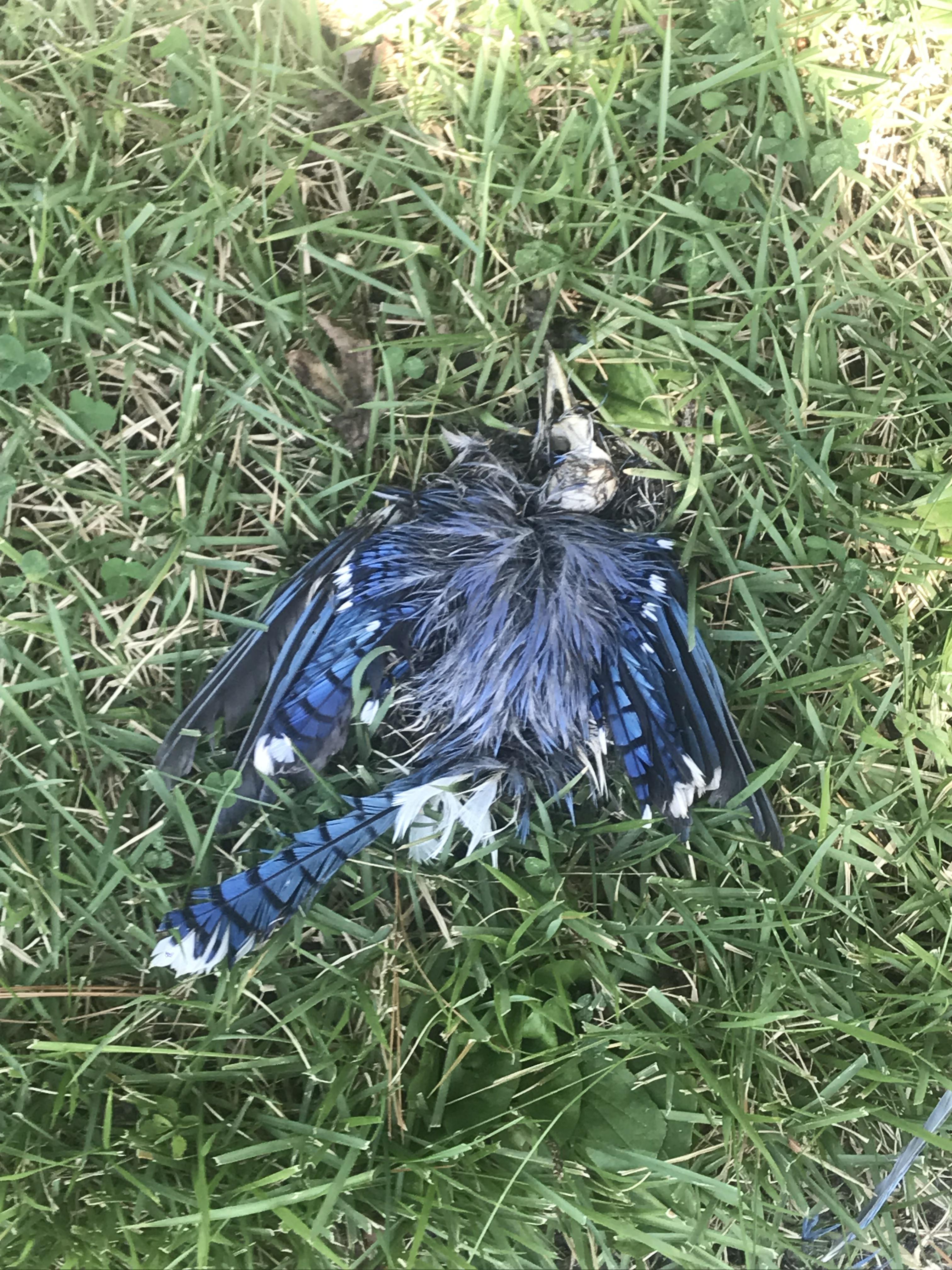 This dead bluejay with a completely exposed, intact skull. Still has