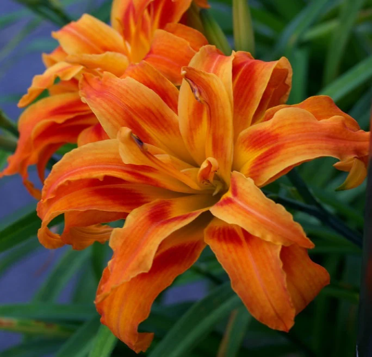 Daylily Kwanso Double Orange Traditional Flower r/EtsyPlants