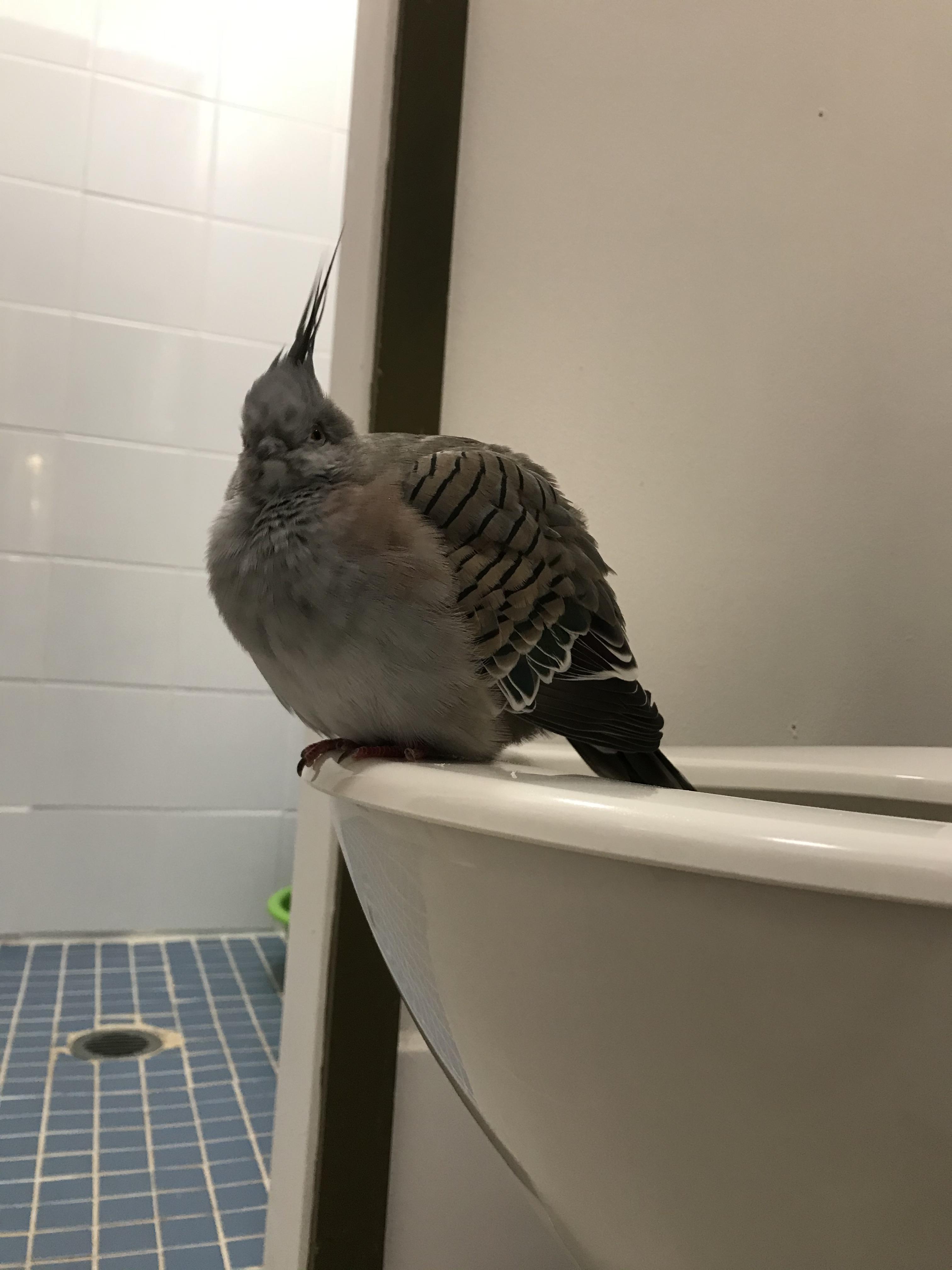 Toilet training going well r/pigeon