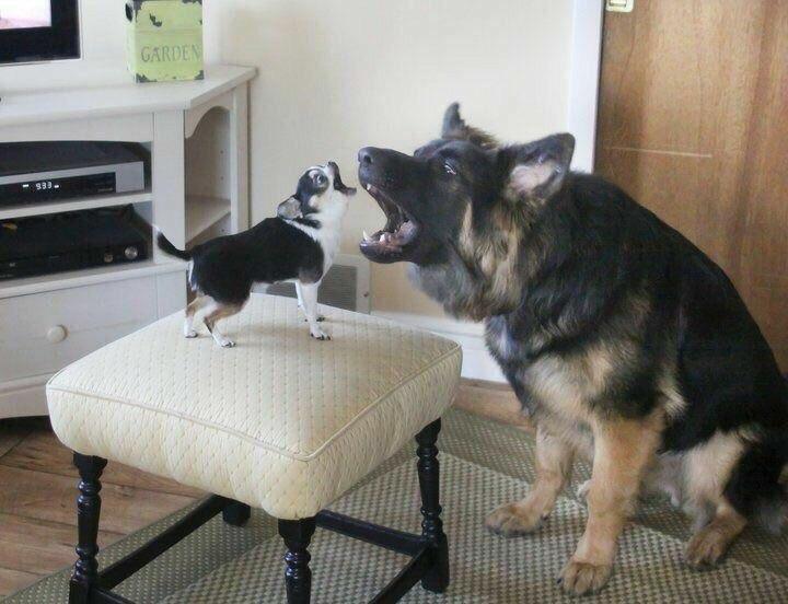 PsBattle Big Dog And Small Dog Barking At Each Other