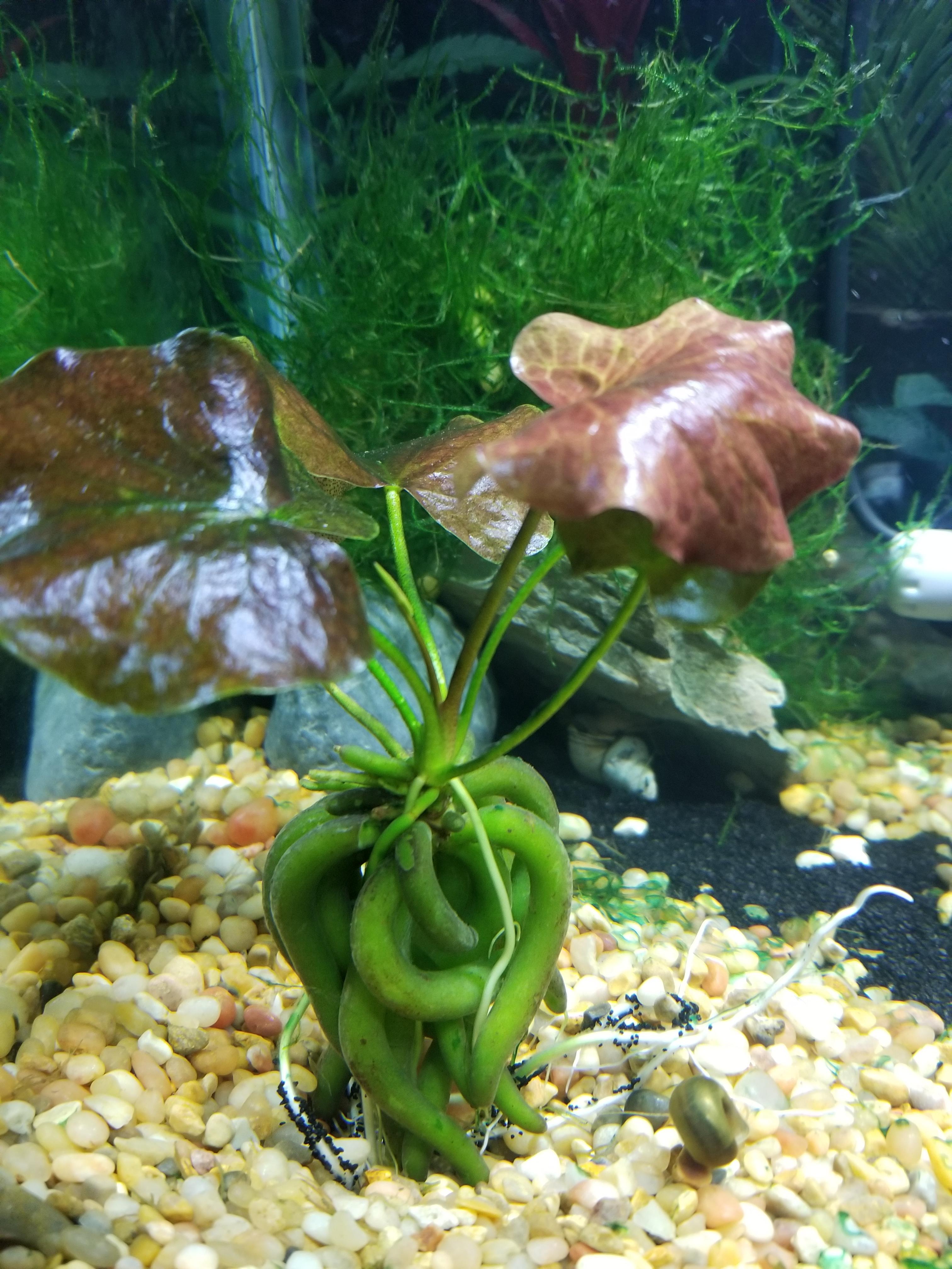 Banana Plant Aquarium