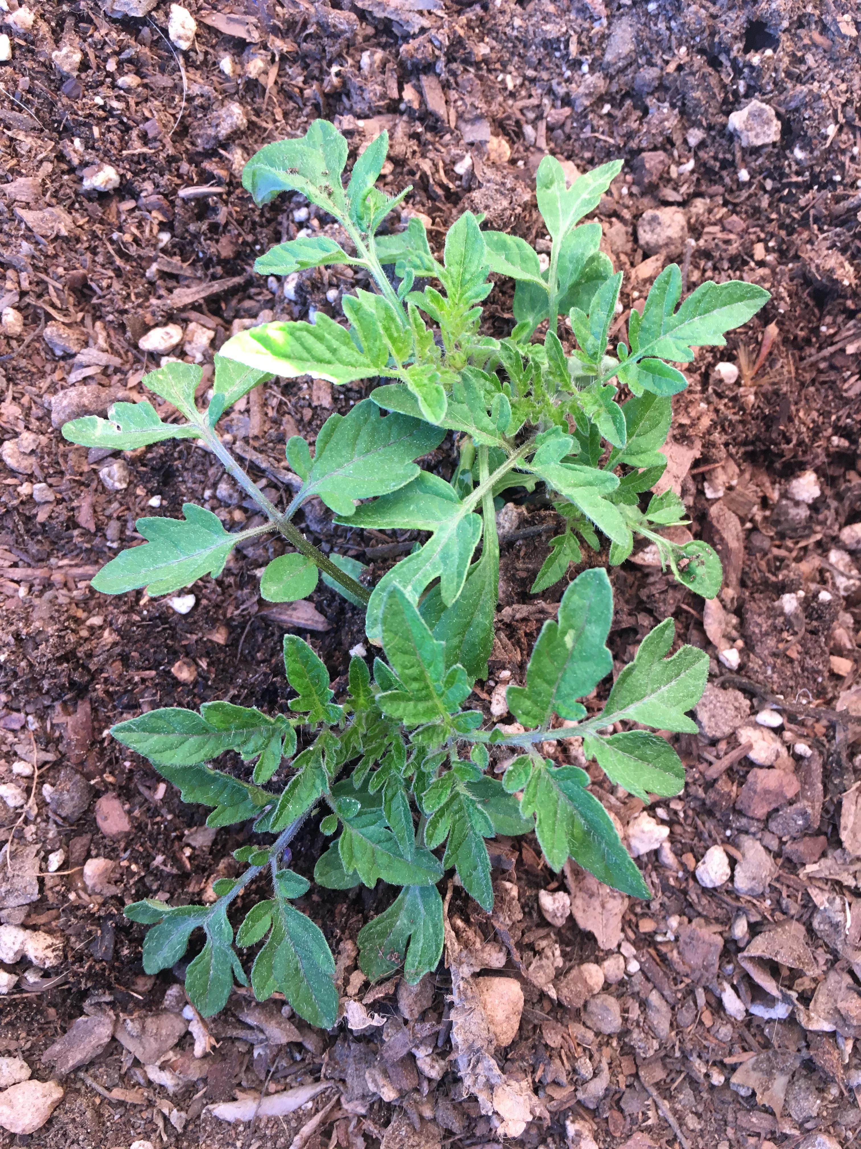 is this a tomato plant or a weed? found it growing in my front yard. no