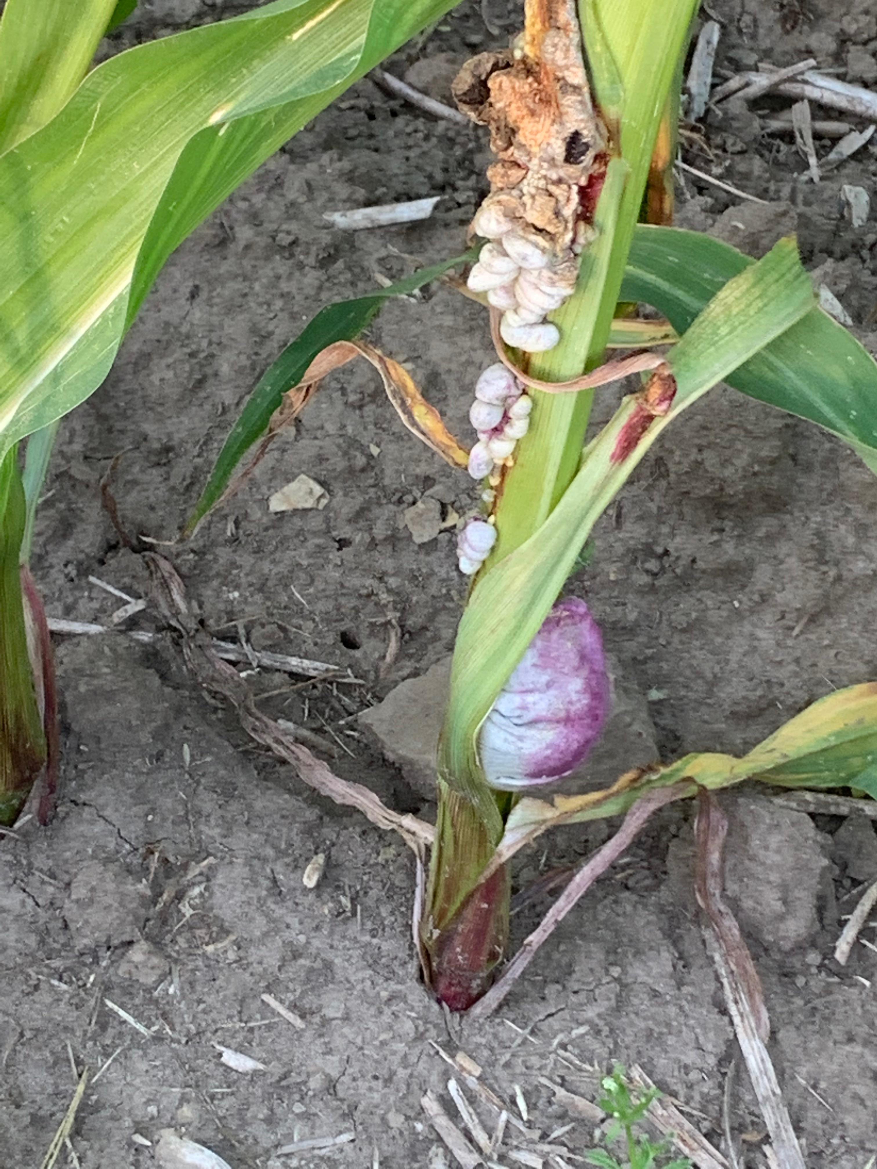 Fungus on corn in the middle of Europe r/mycology