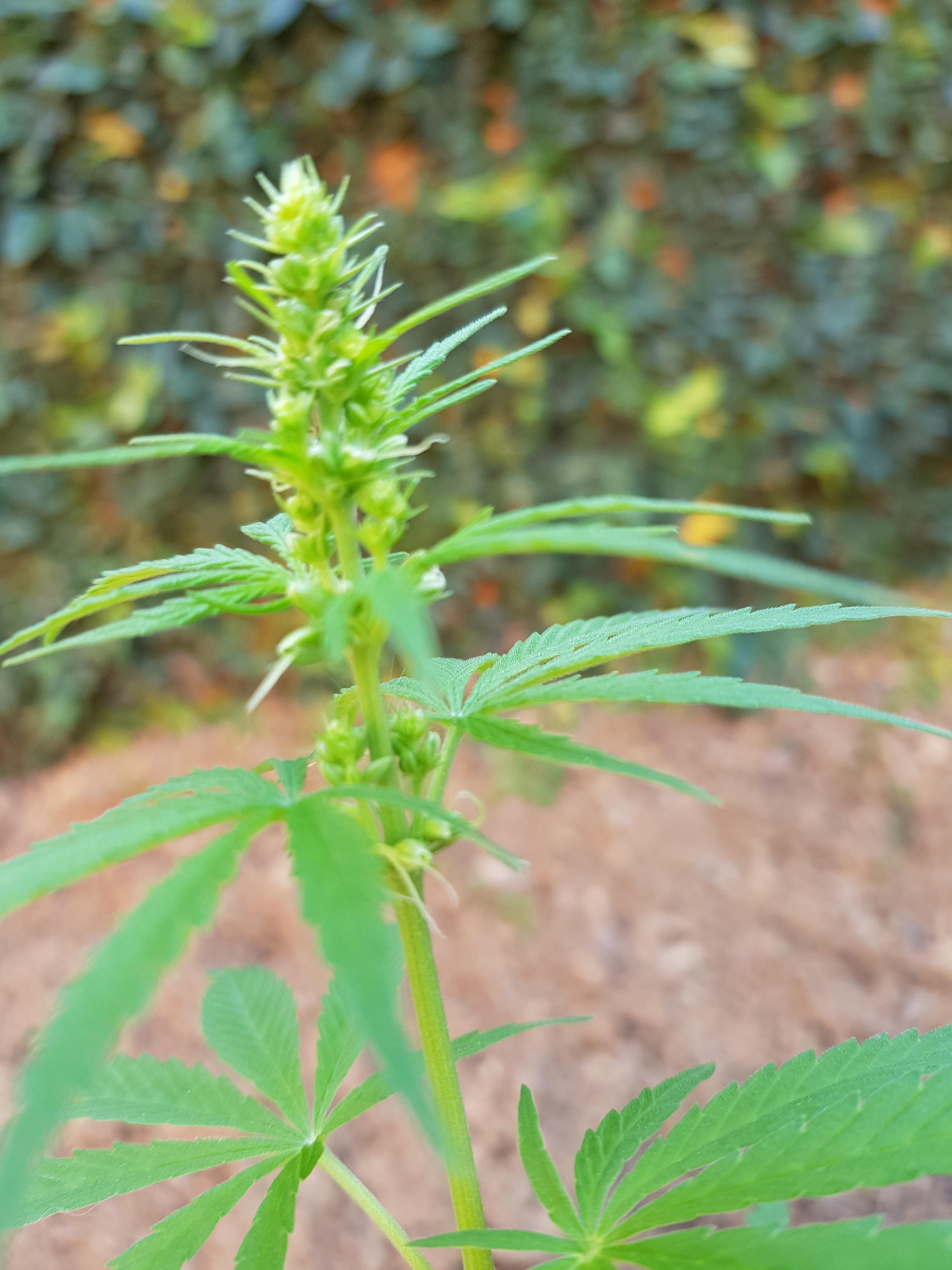 My first grow, is this a hermaphrodite? r/trees