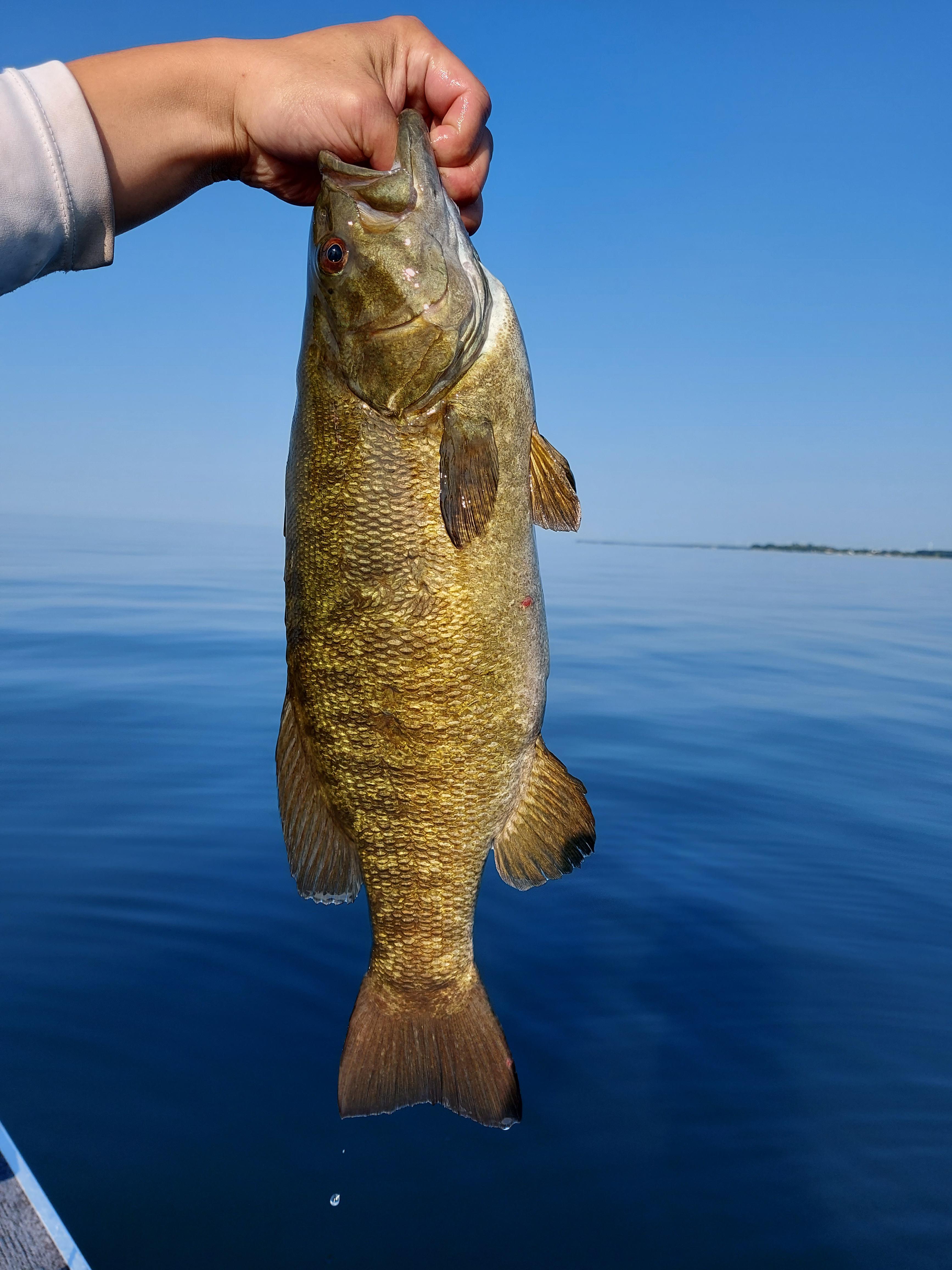 Scrappy 3 pounder out of Lake Erie Nanticoke area r/FishingOntario
