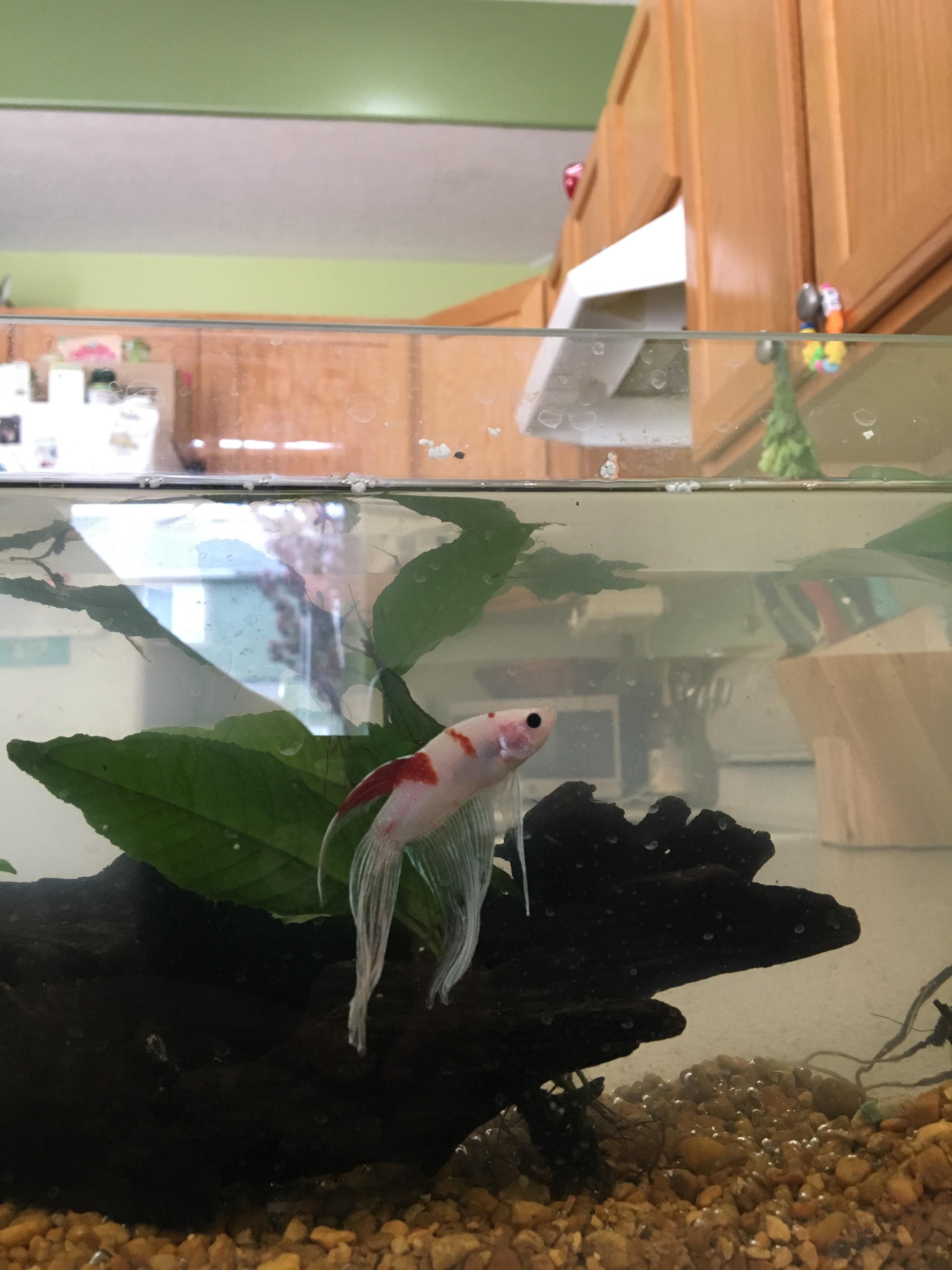 Beginner beta mama here! I have a ten gallon tank, with a filter, how