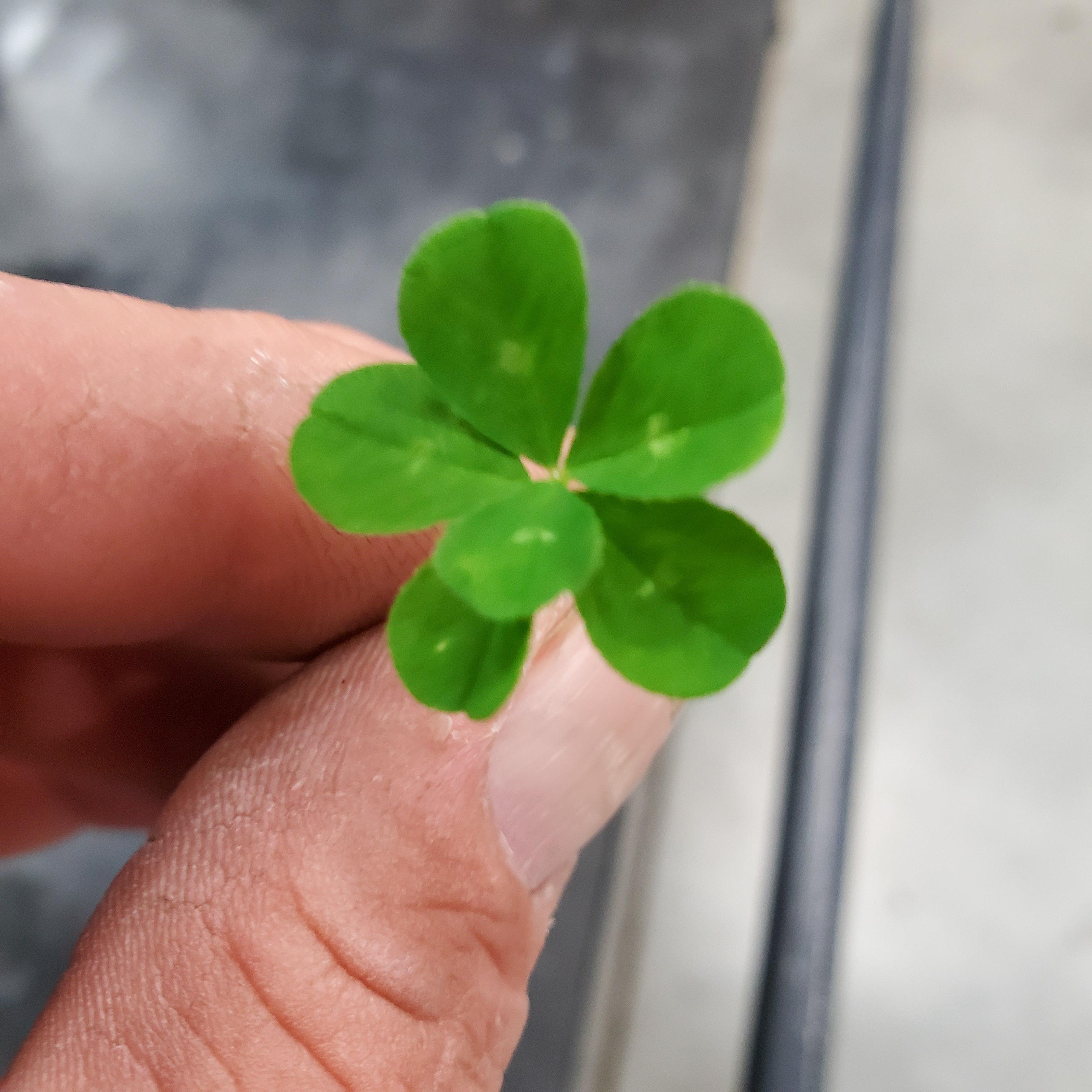3248 best Clover images on Pholder Black Clover, Mildlyinteresting