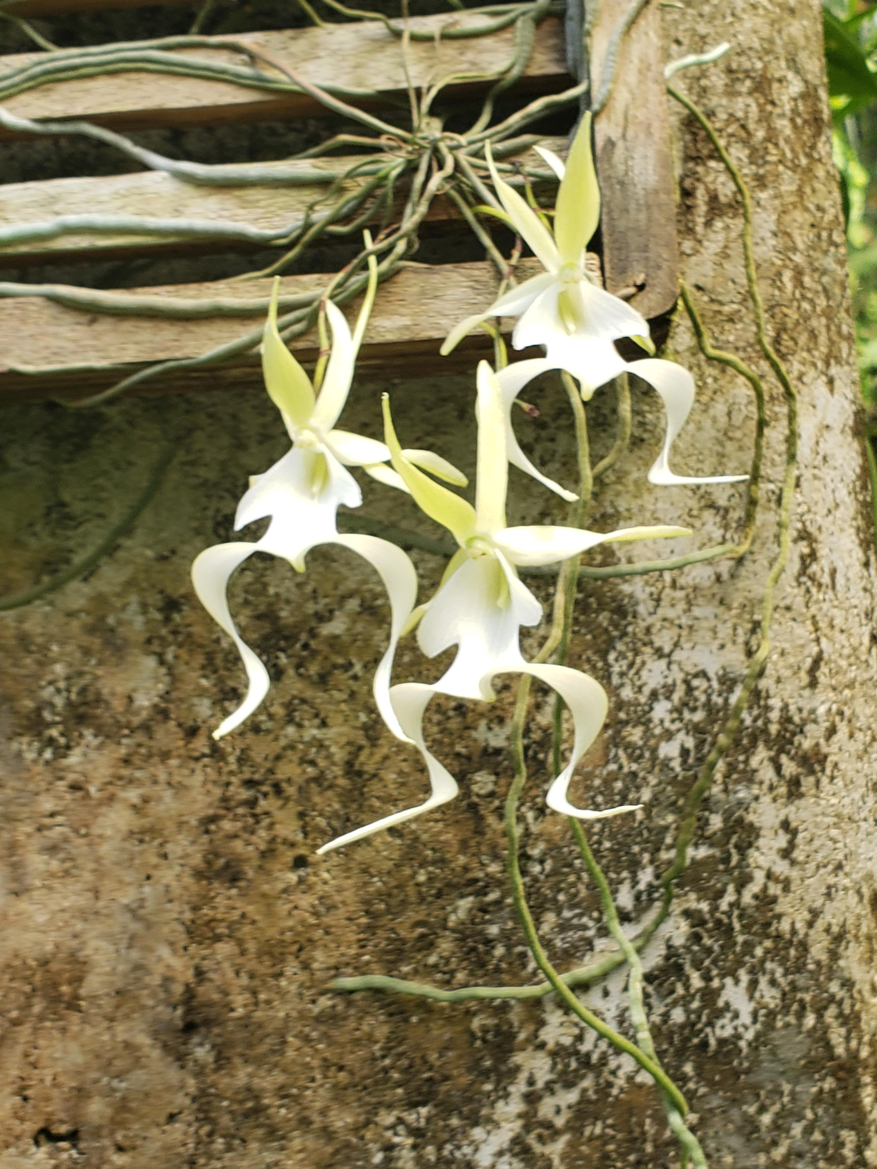 Ghost orchid blooming at my local botanical garden r/orchids