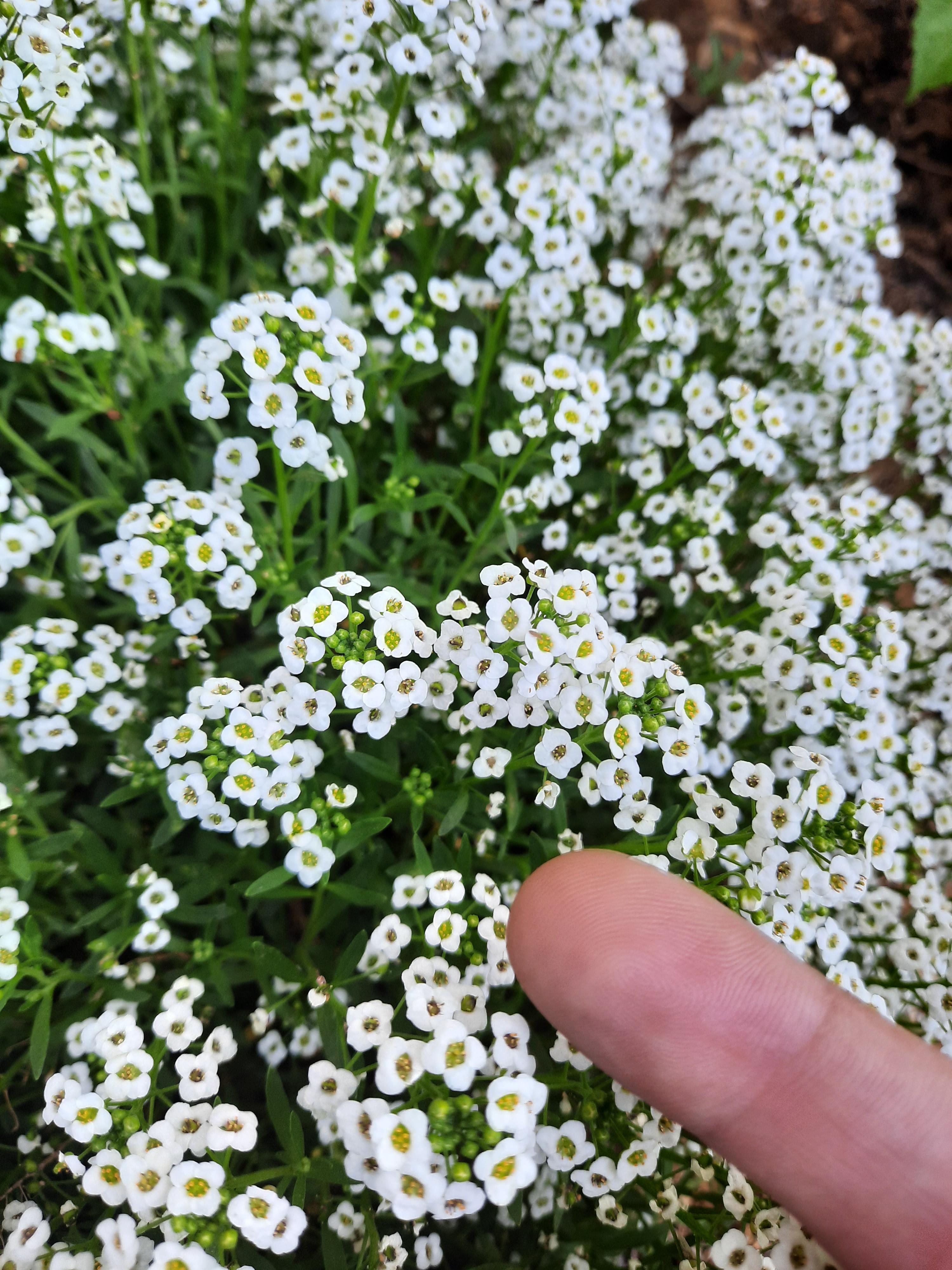 What is the name of this flower/bush? [Lebanon] r/PlantIdentification