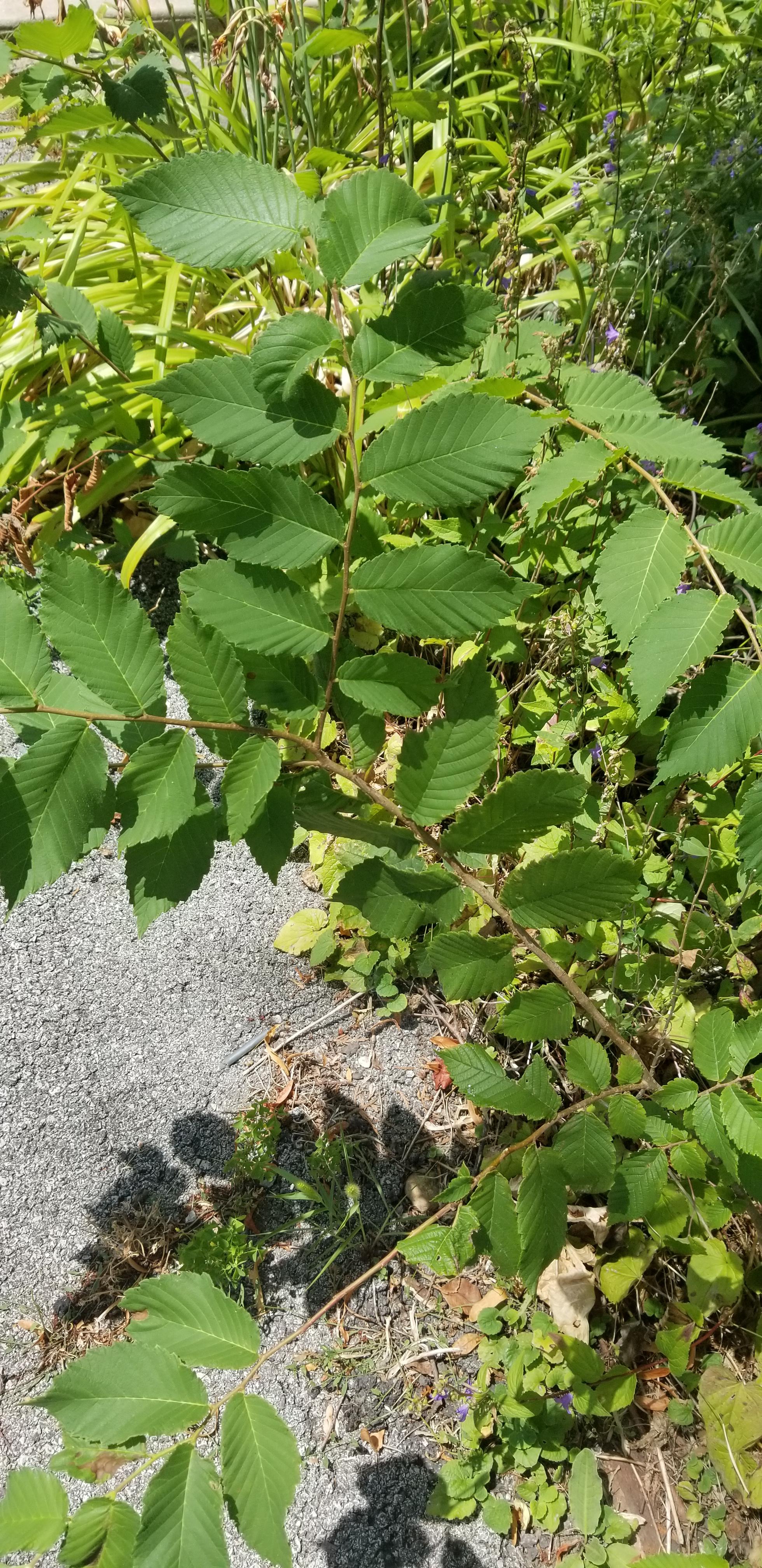 My dog keeps eating the leaves of these plants that are found in my neighborhood...not sure what