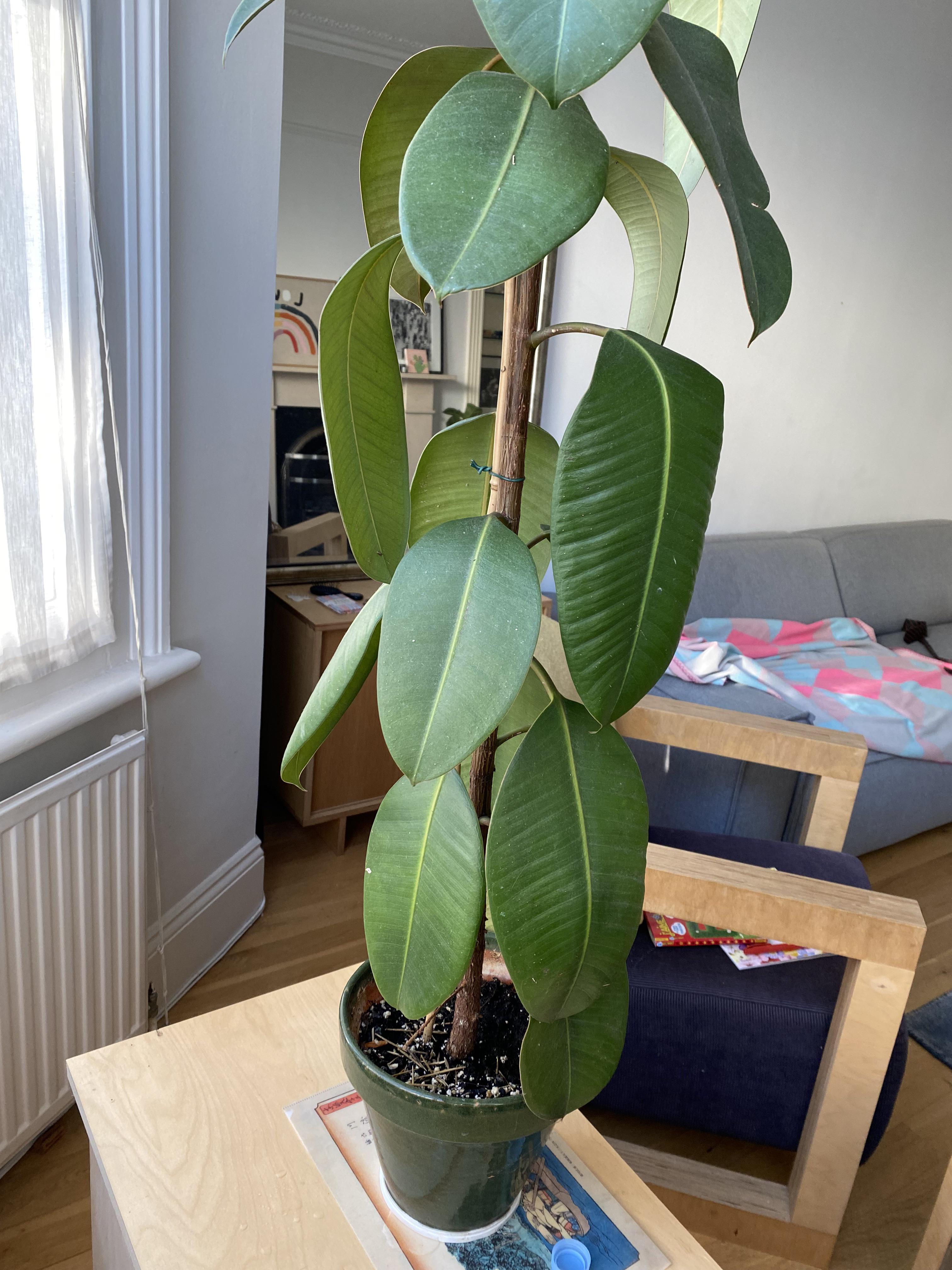 Droopy rubber plant   what could be causing the leaves to be so droopy