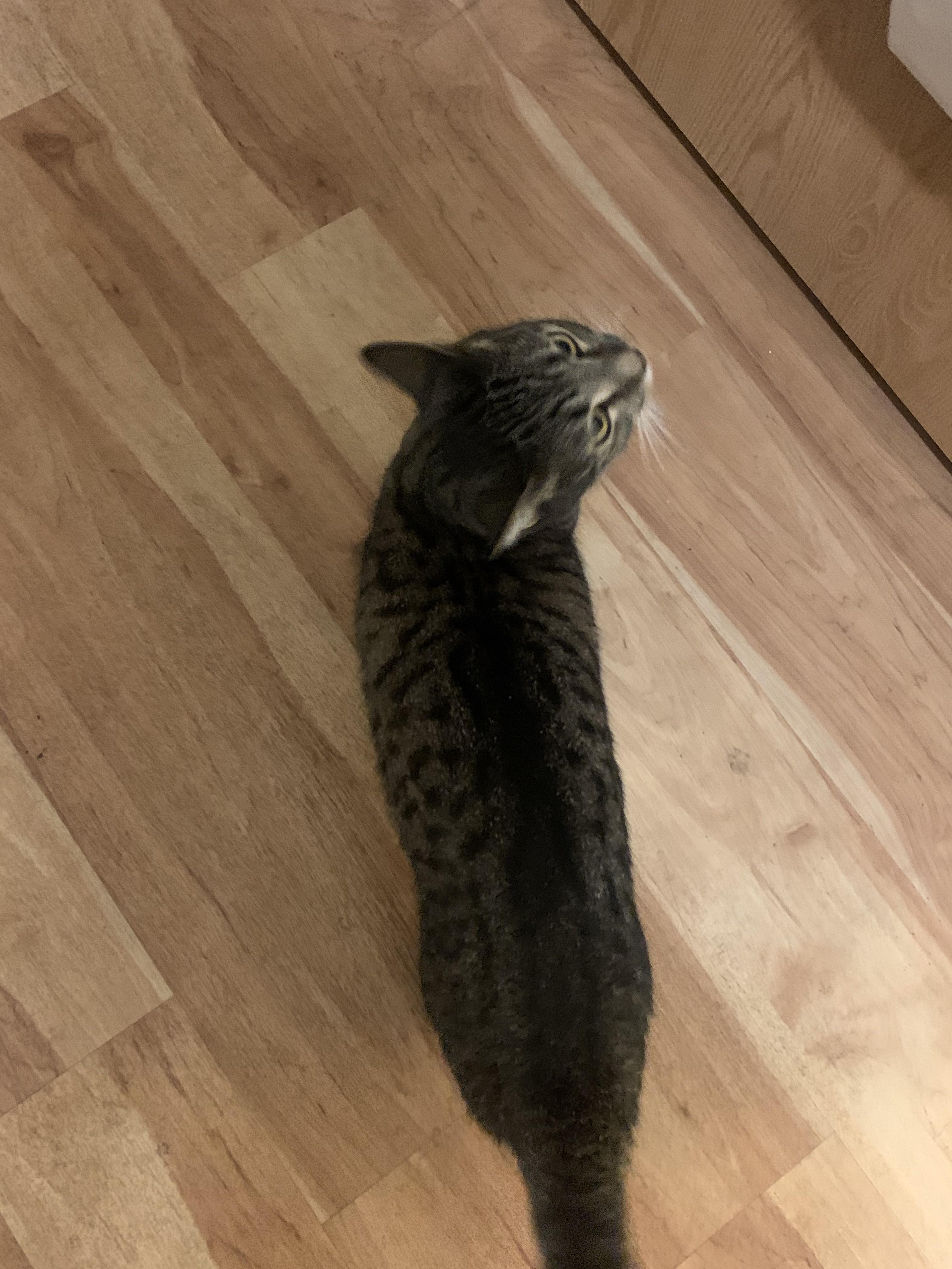 Does my cat look too skinny? I’ve had people tell me she’s very petite and I can see her neck