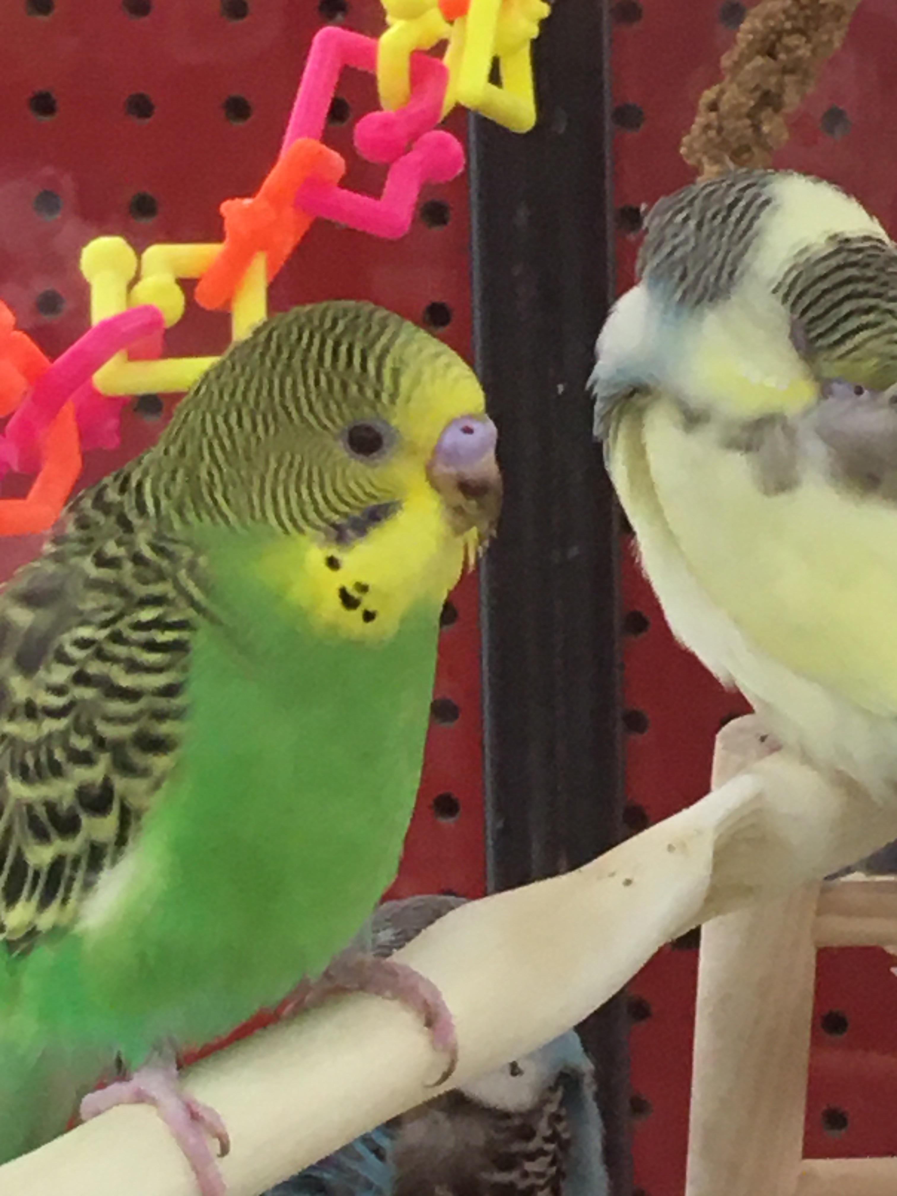 I was at Petsmart getting supplies for my budgie and was looking at the budgies there ( I wanted