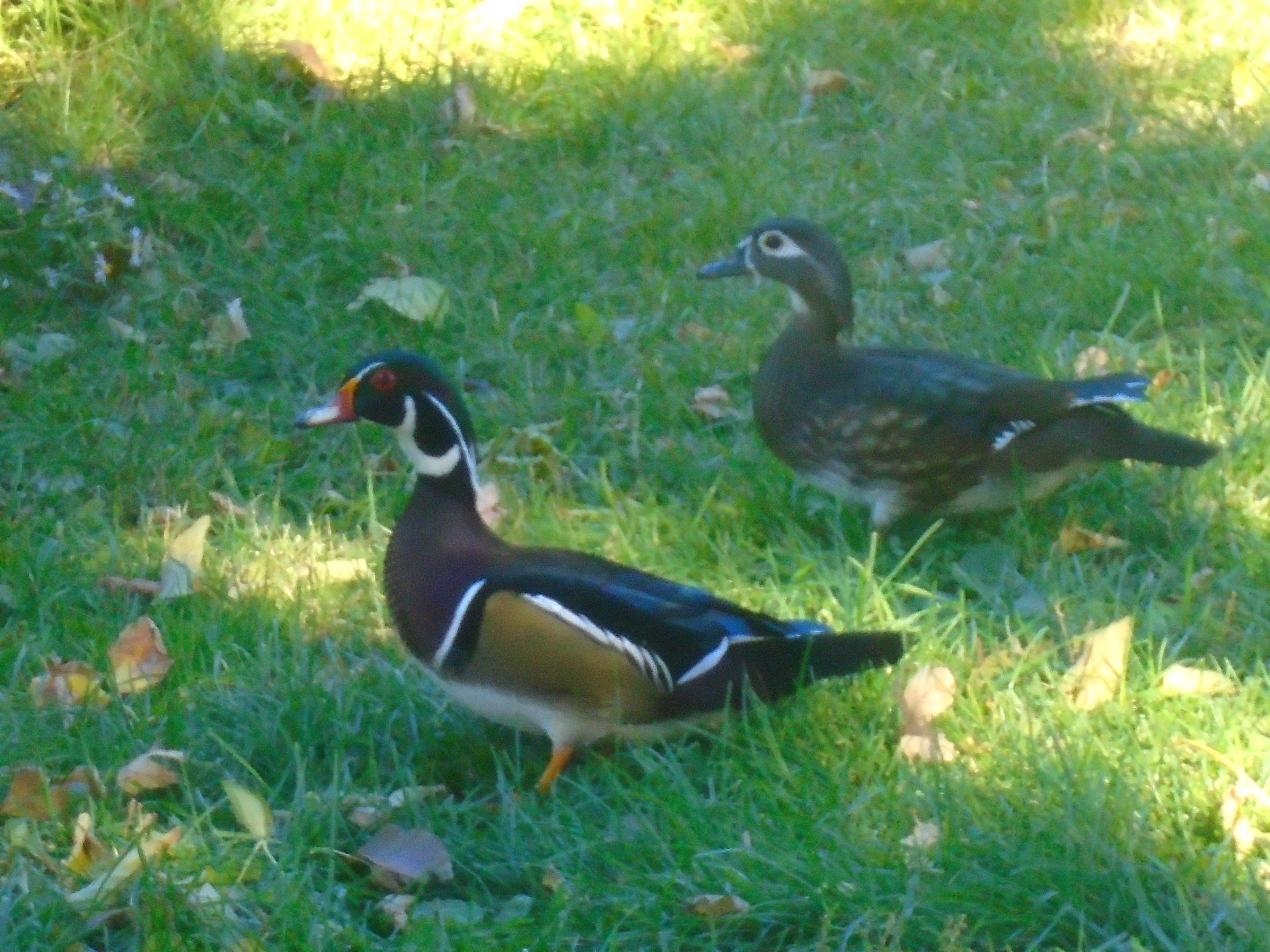 Wood Ducks in Loring Park r/Minneapolis