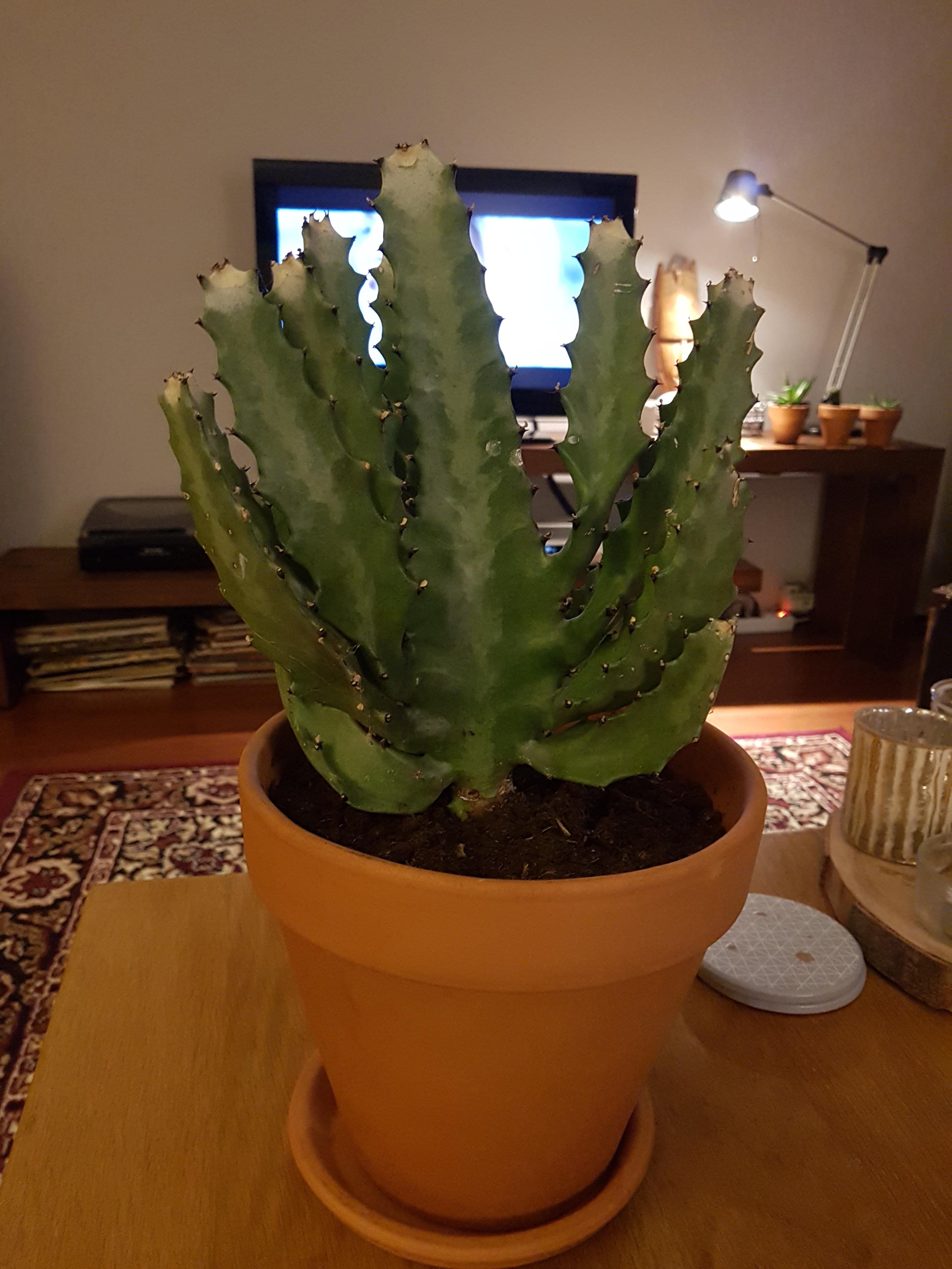 My cactus has been turning light green and recently also white at the