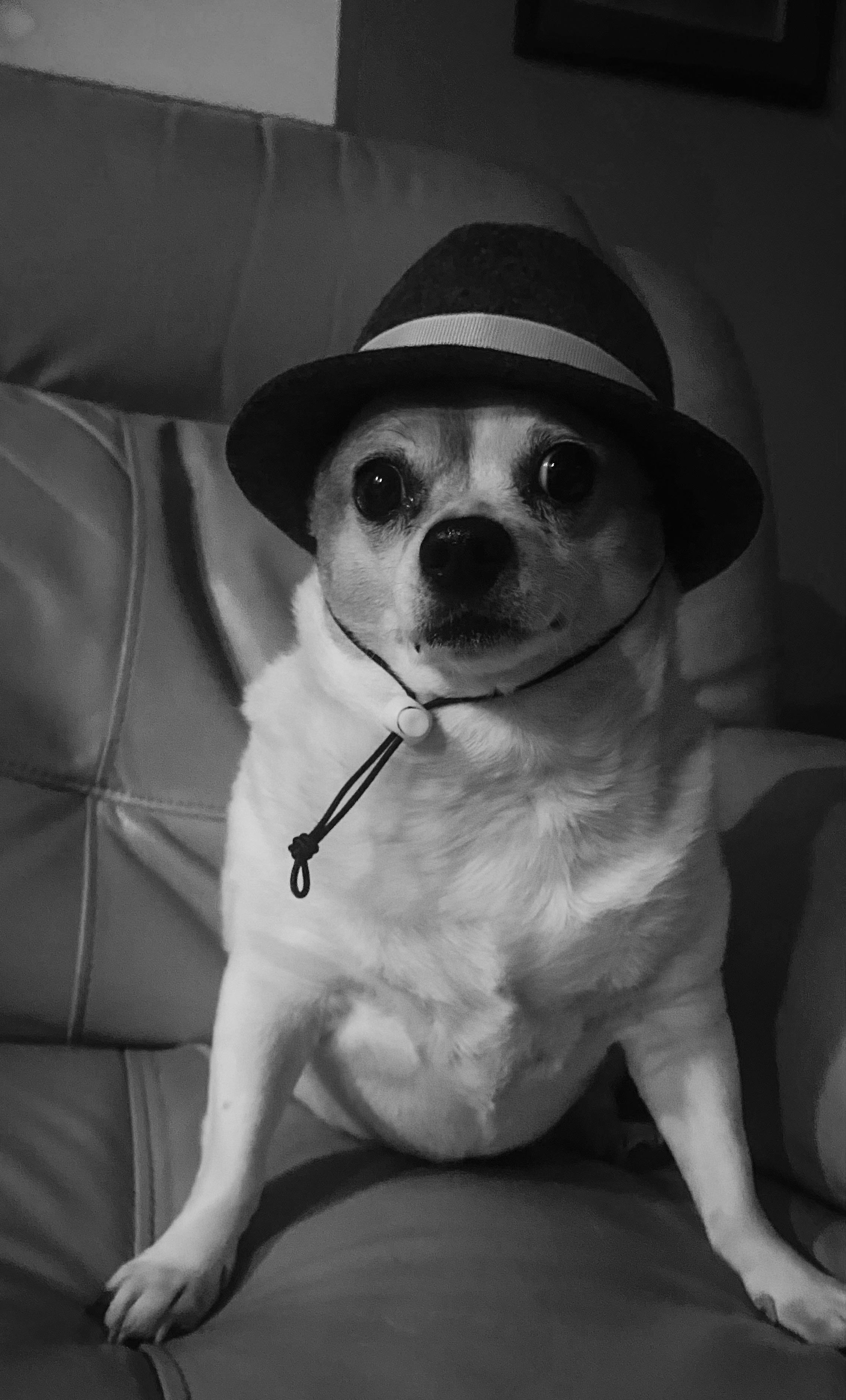 The Great Gatsby r/dogswearinghats