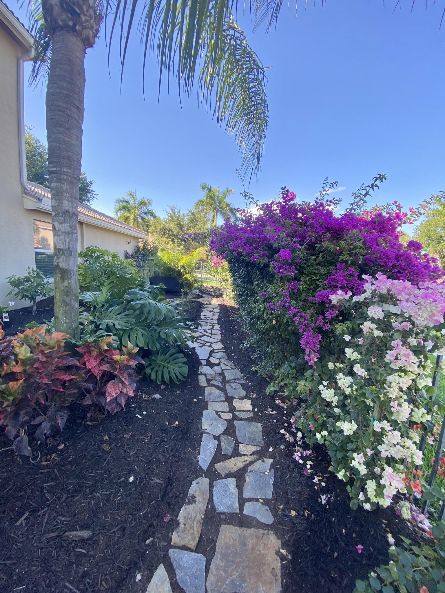My South Florida Bougainvillea Blooms r/gardening