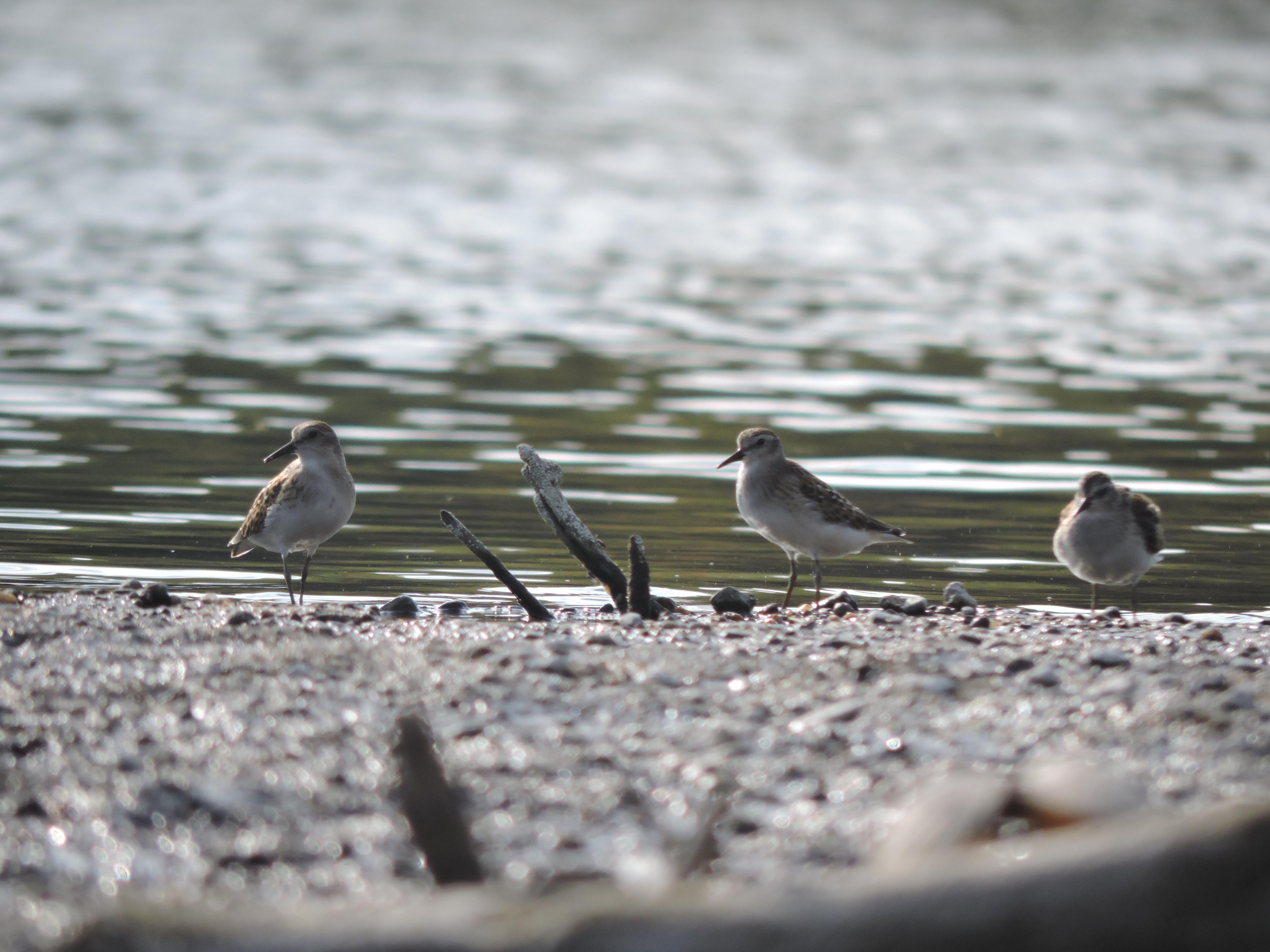 Can anyone ID these shorebirds? Found on a sandbar in Iowa. r