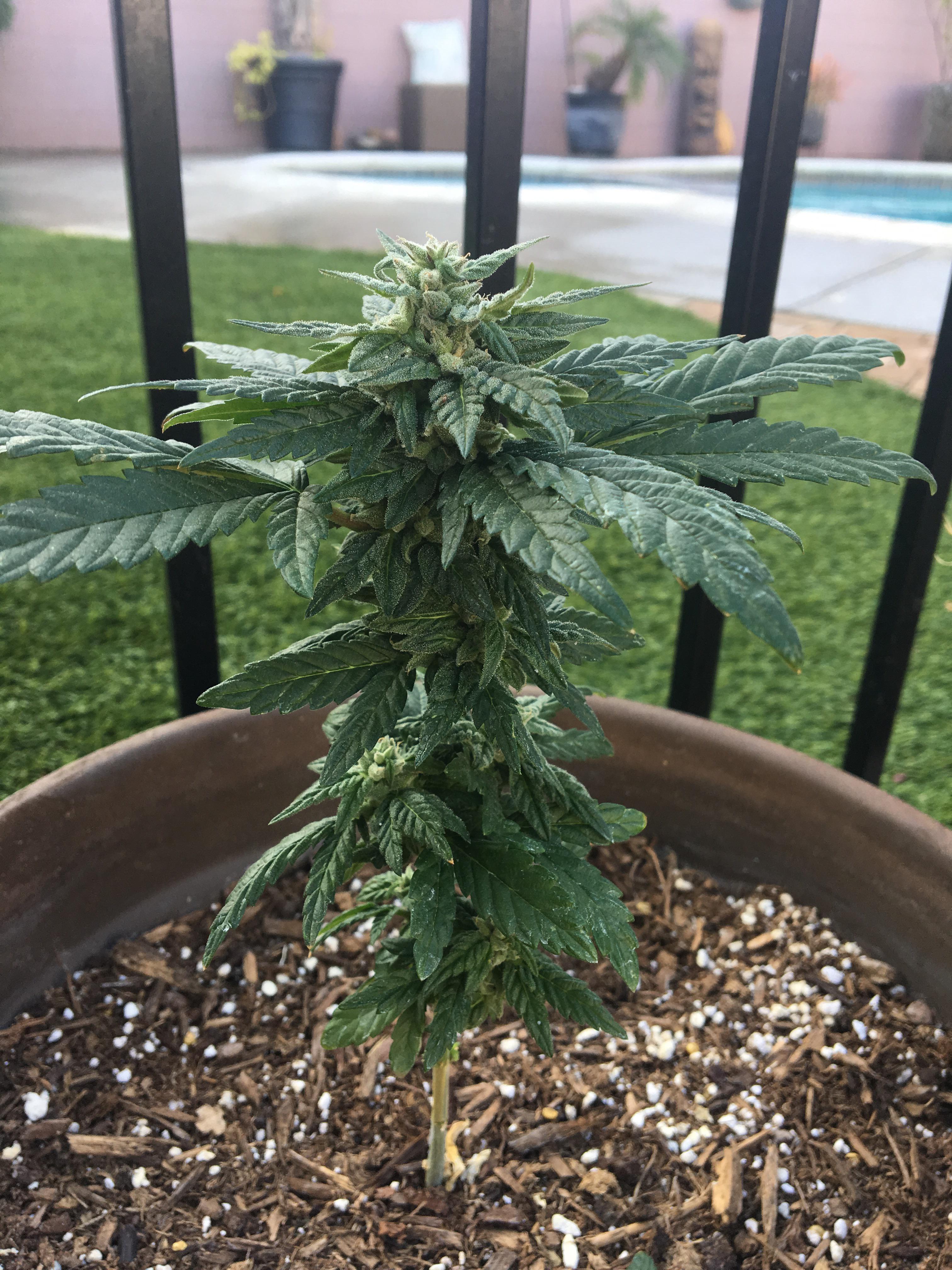 Help a novice grower out. Is this plant flowering? Any tips on getting it to grow taller? r