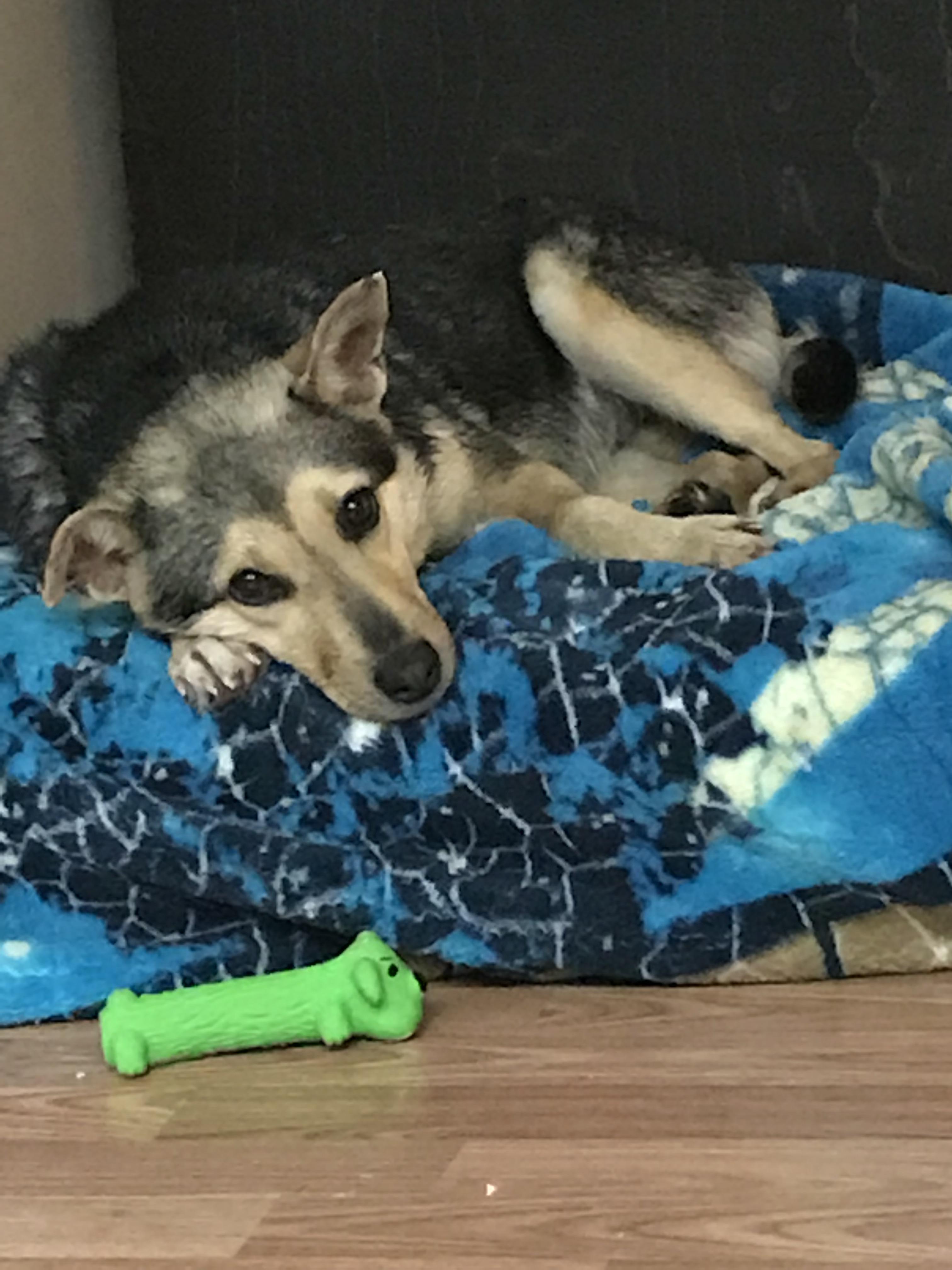 Reddit, meet Willow. r/aww