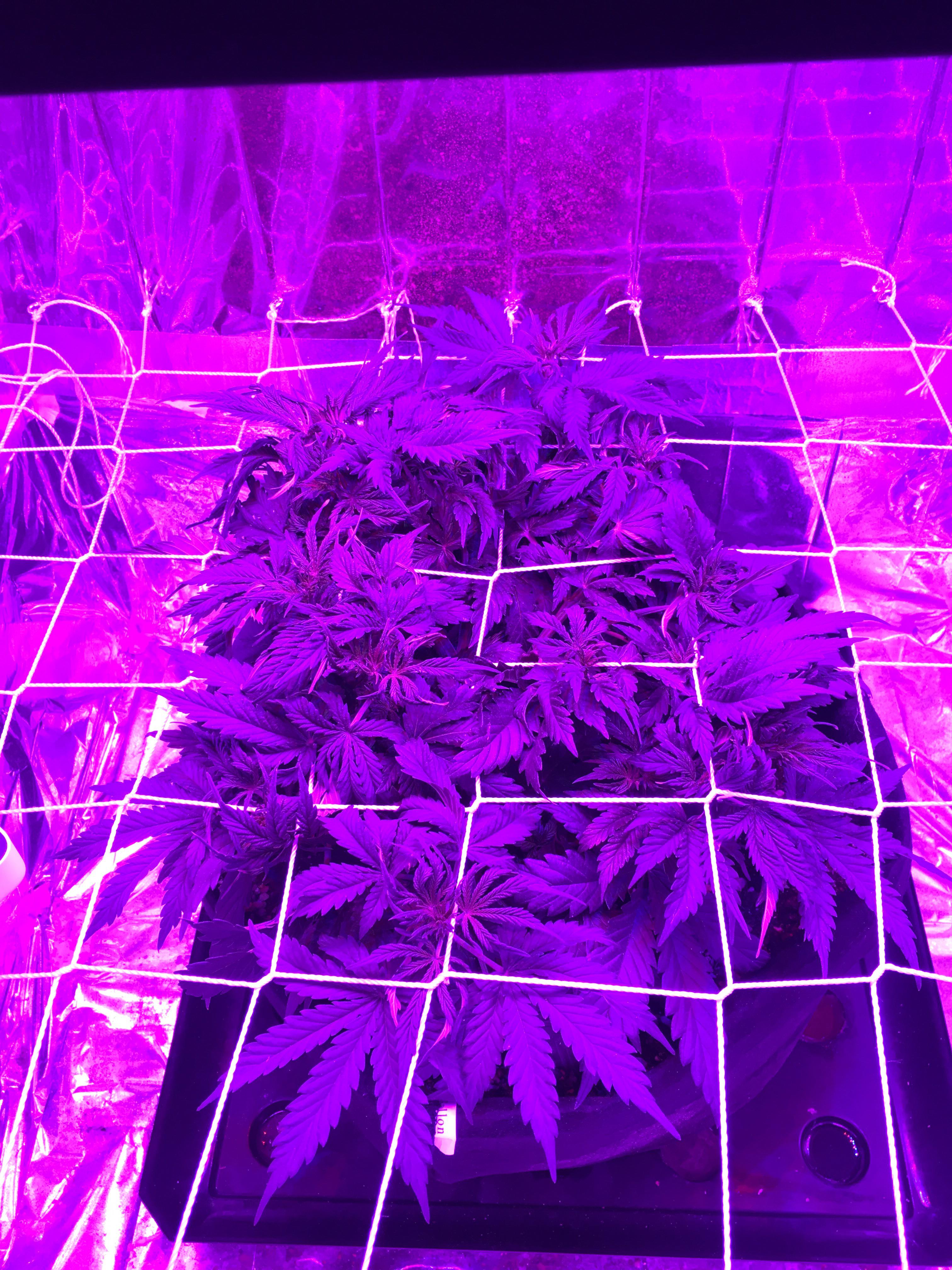 Day 29 White widow soil/choir mix molasses and castings tea only. 24/0