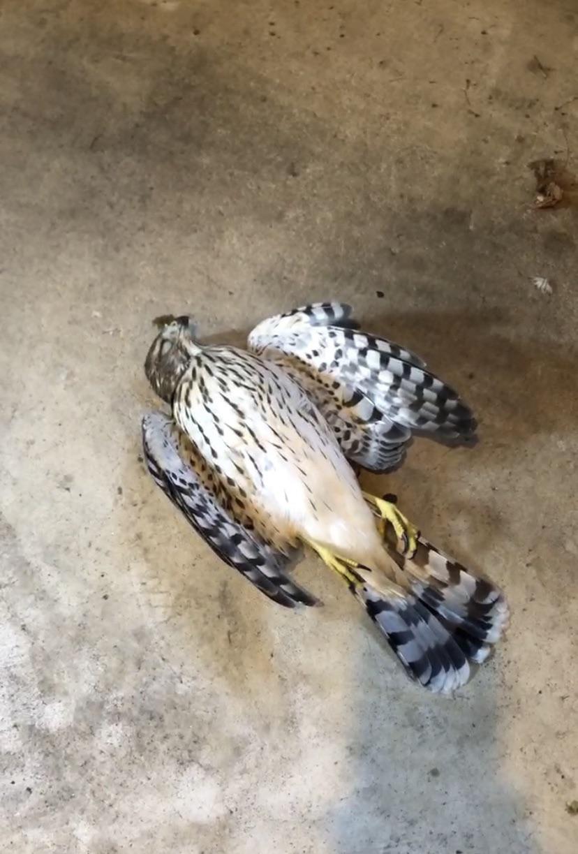Found a dead hawk in my garage, it’s been open for the past week for