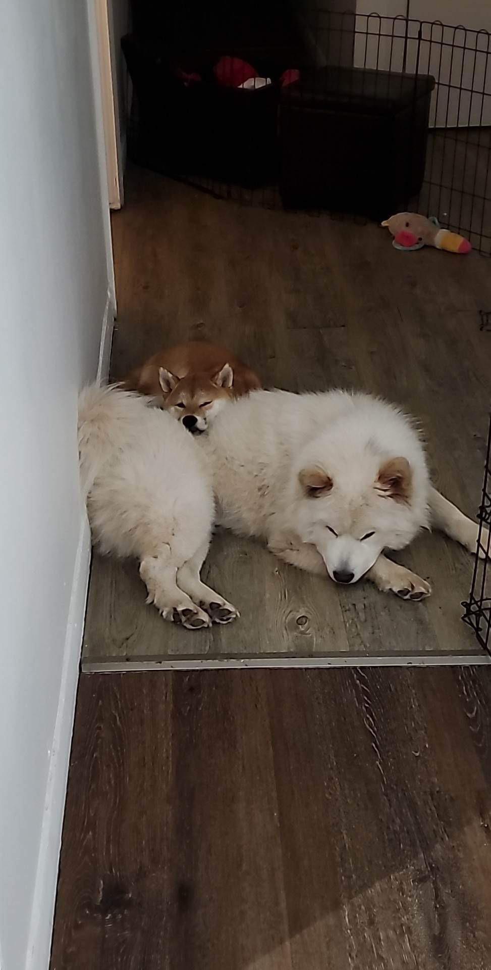 My shiba puppy using my other dog as a pillow r/shiba