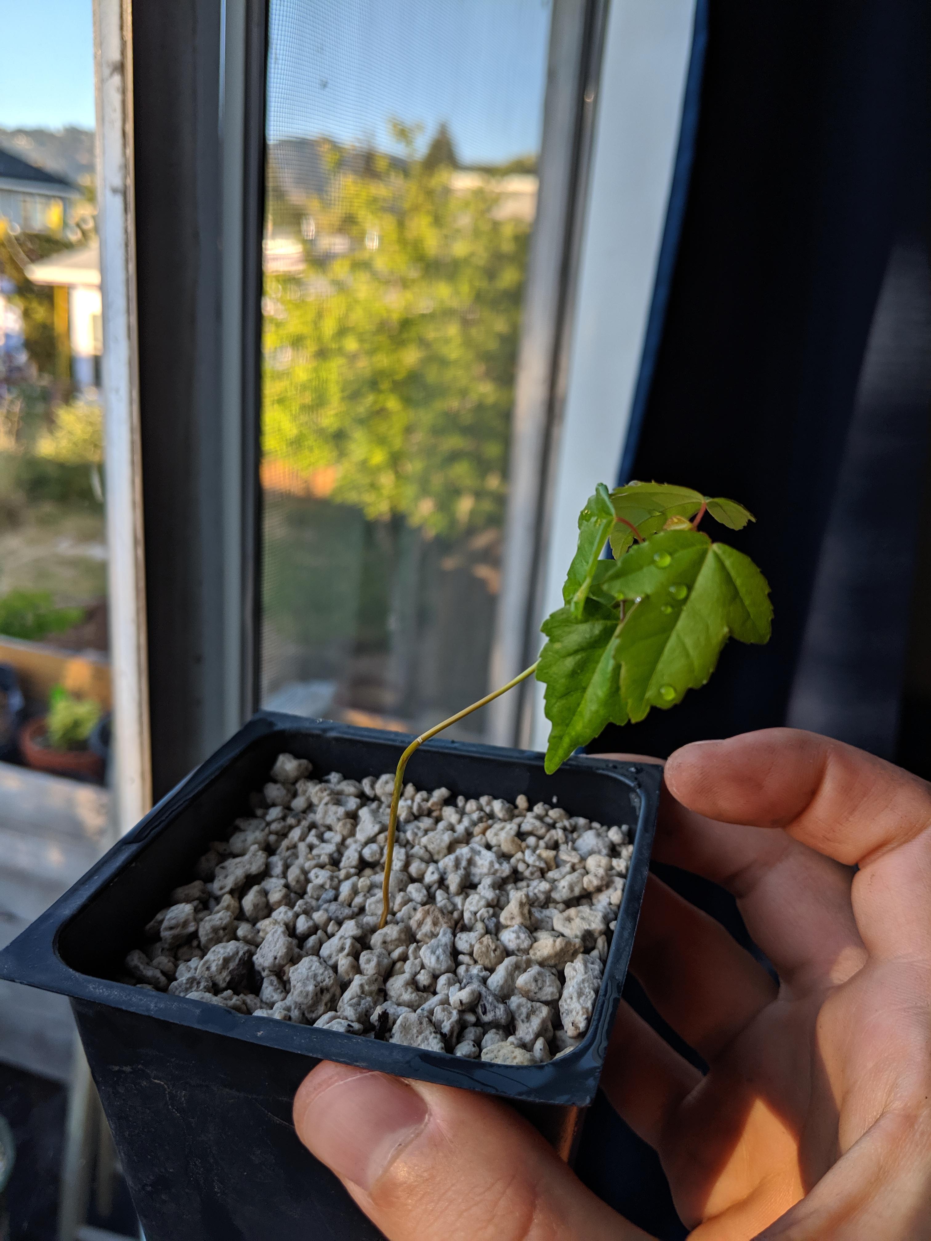 I discovered this maple seedling underneath its parent tree, and I'm