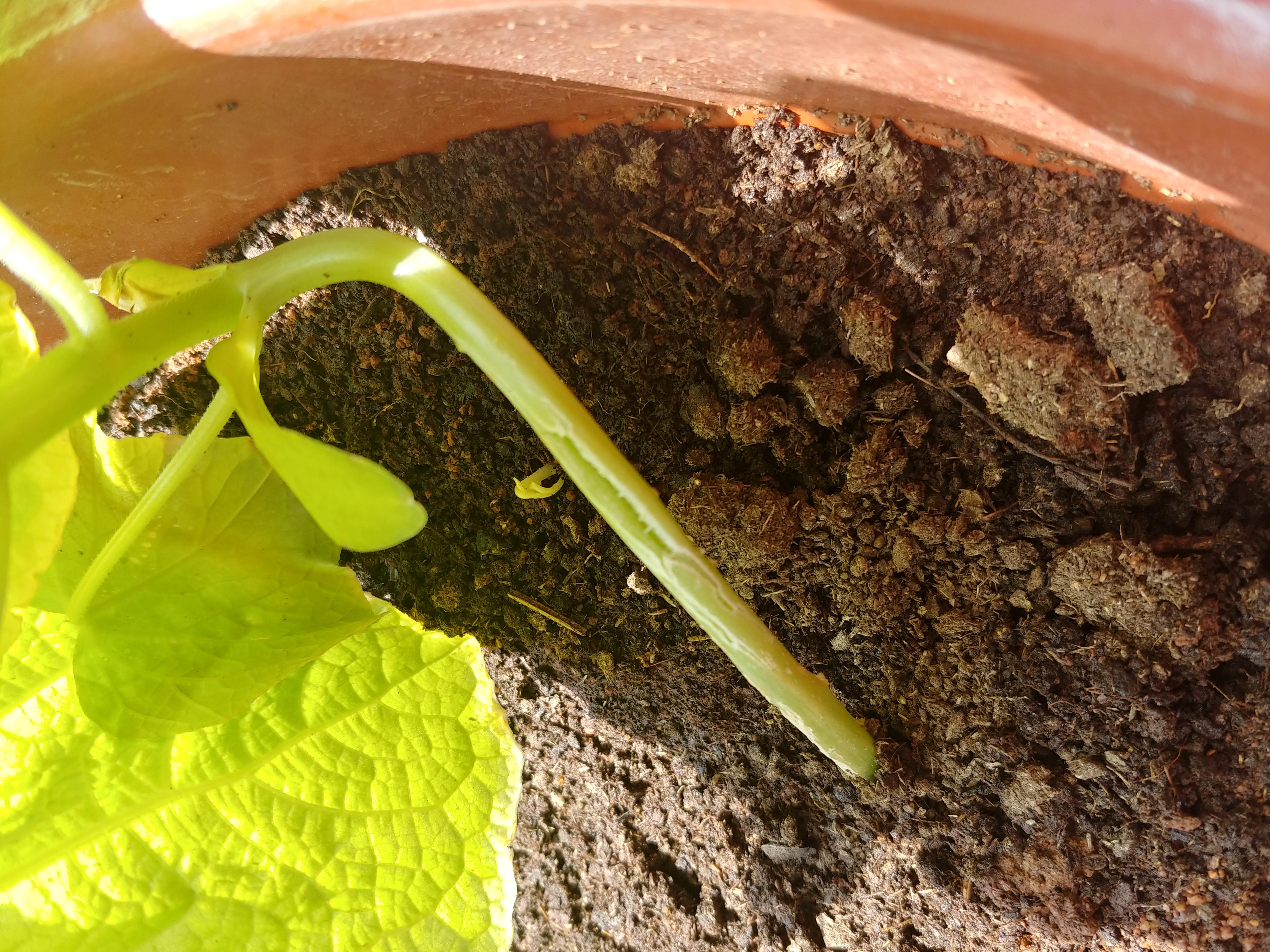 Help! My cucumber plant's main stem is cracking. What should i do? r