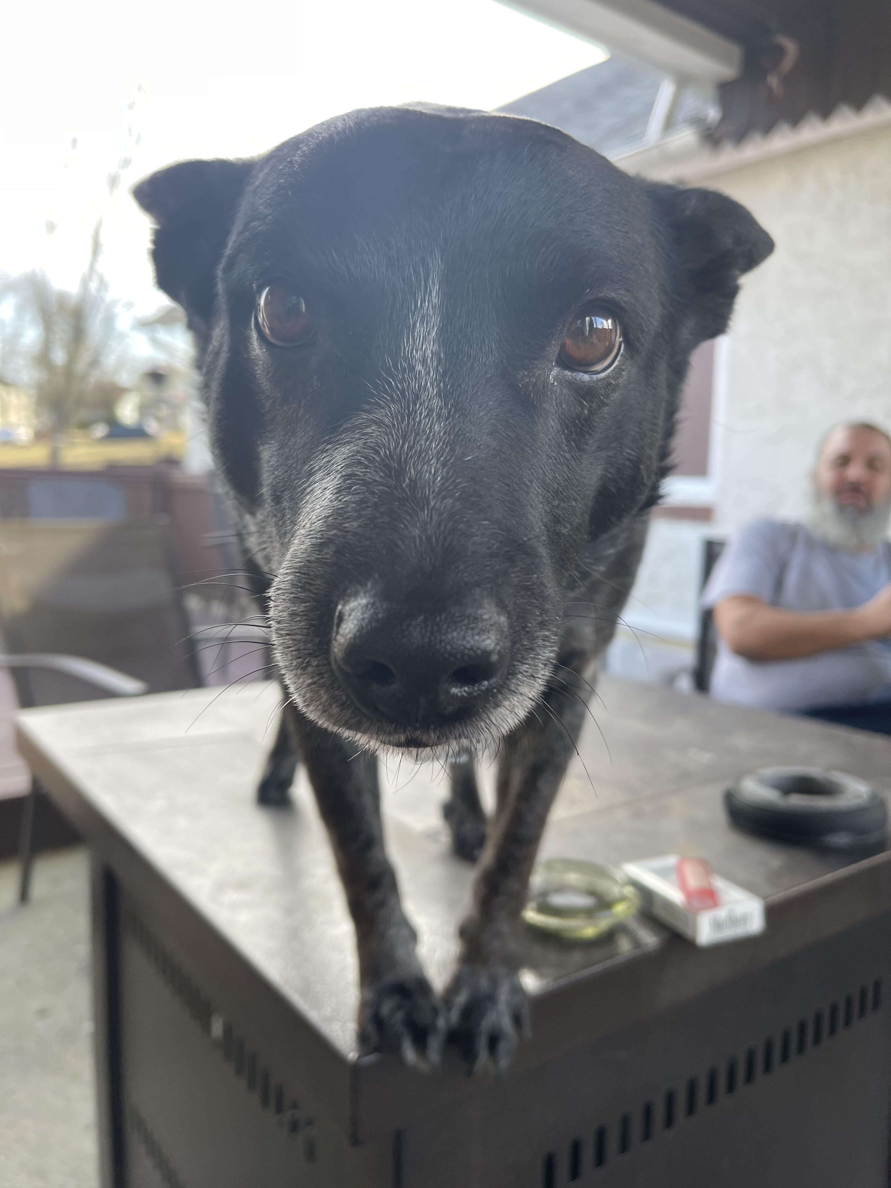 This is Meatball r/aww