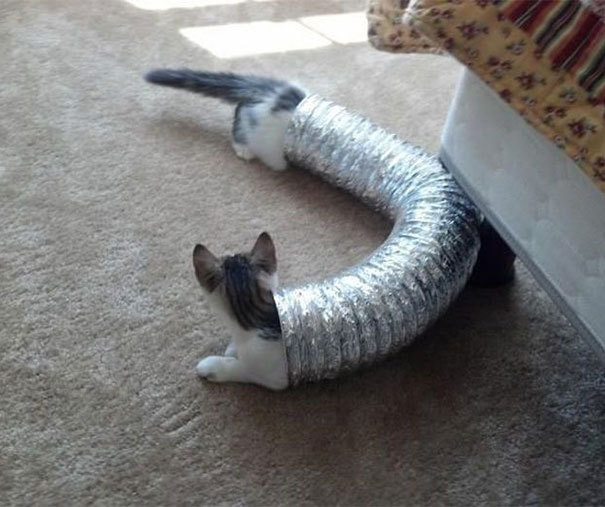 I is noodle cat. funny