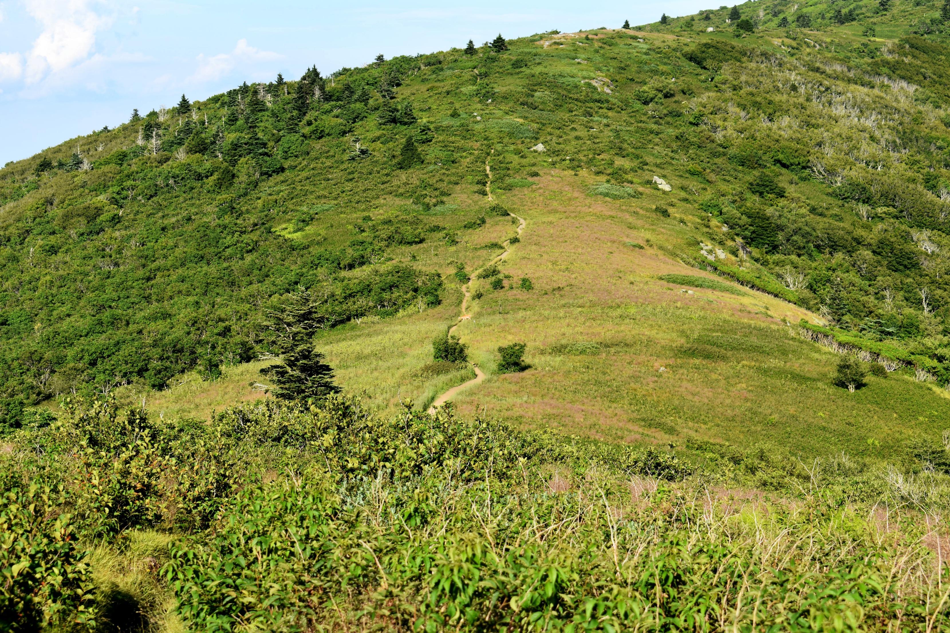 The hike up to Grassy Ridge Bald. Roan Highlands, WNC r/CampingandHiking