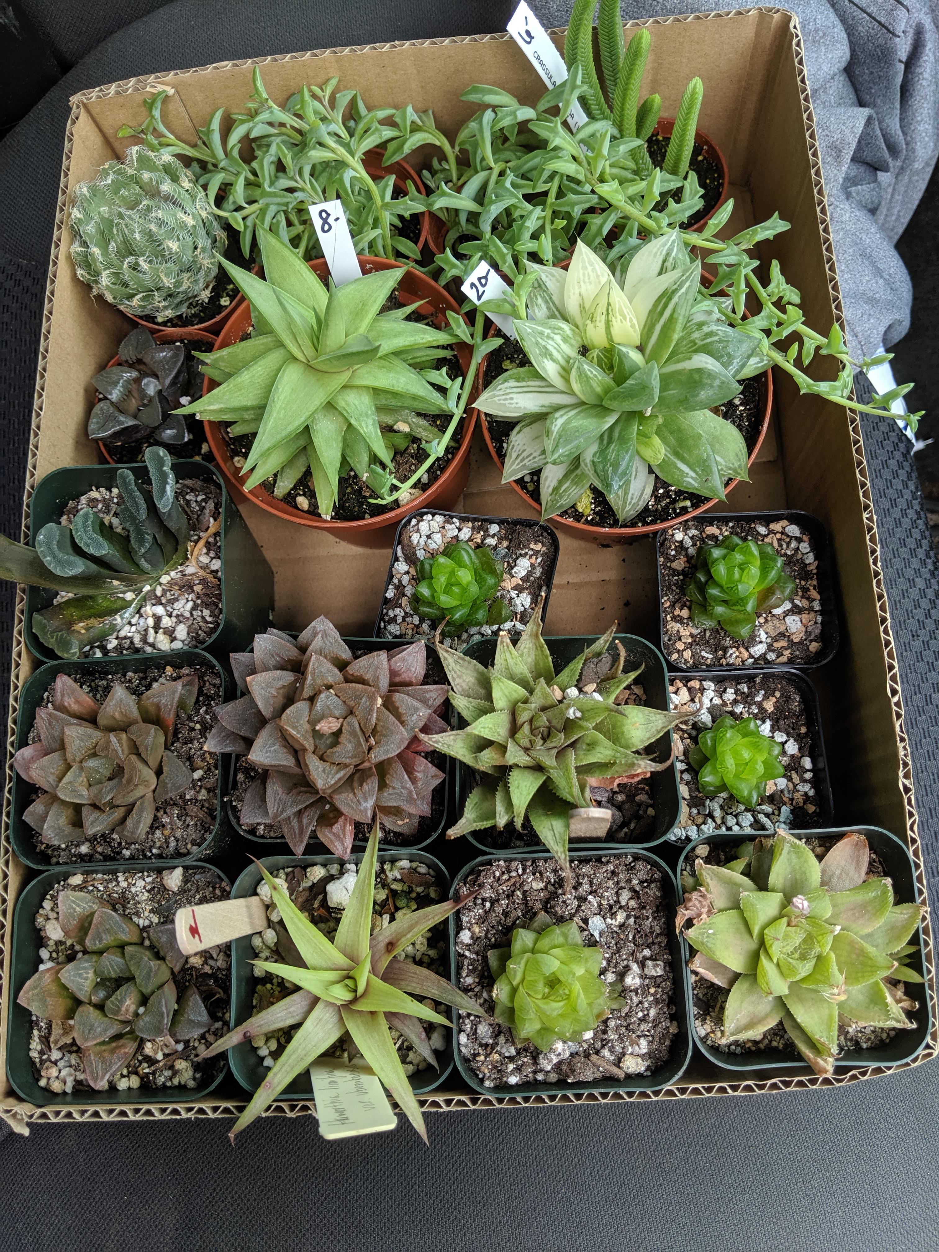 Went to the Mass cactus and succulent society show and sale today. Came