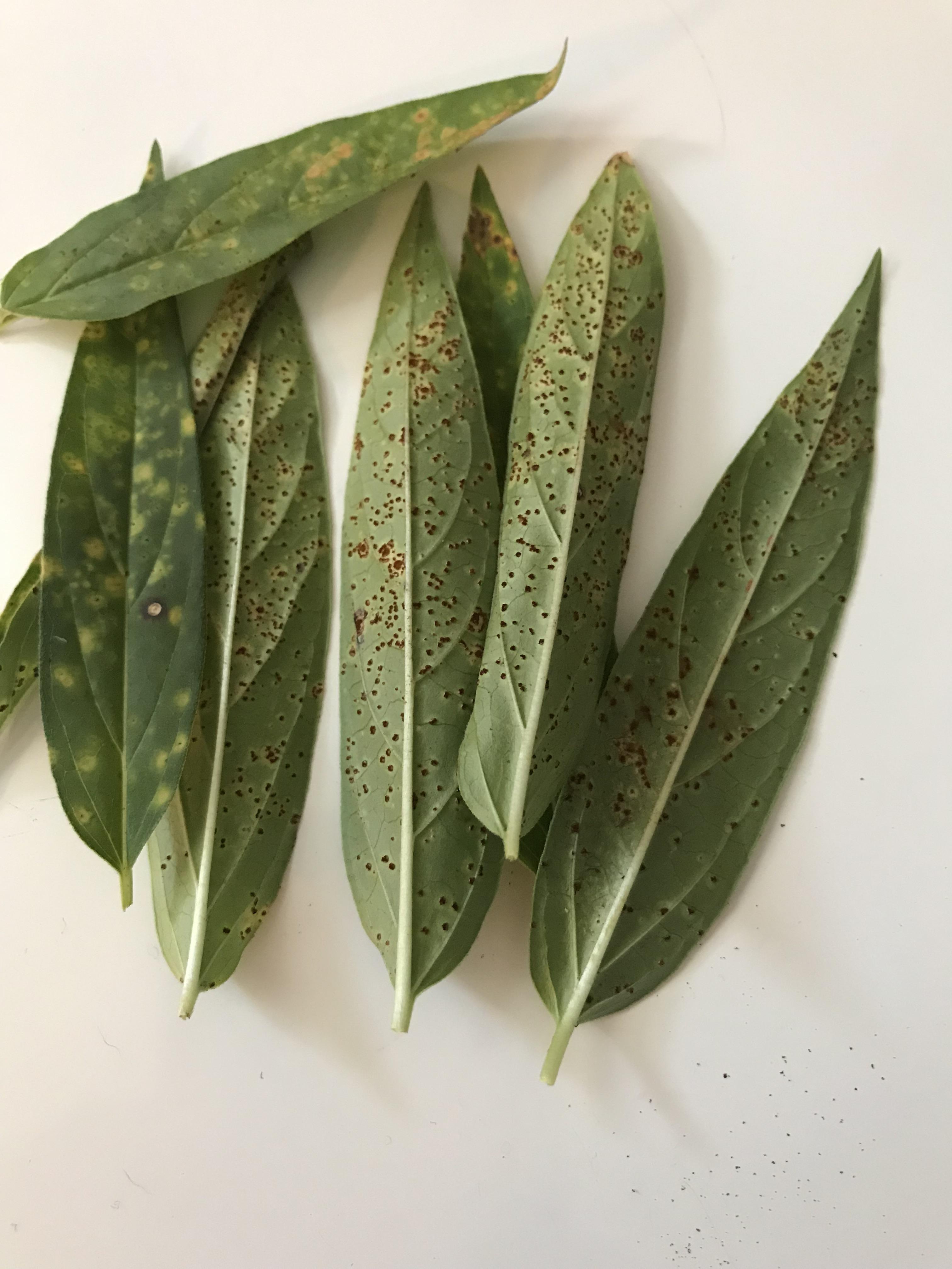 Brown powdery spots. Yellow fading spots. What type of fungus is this on my milkweed? It