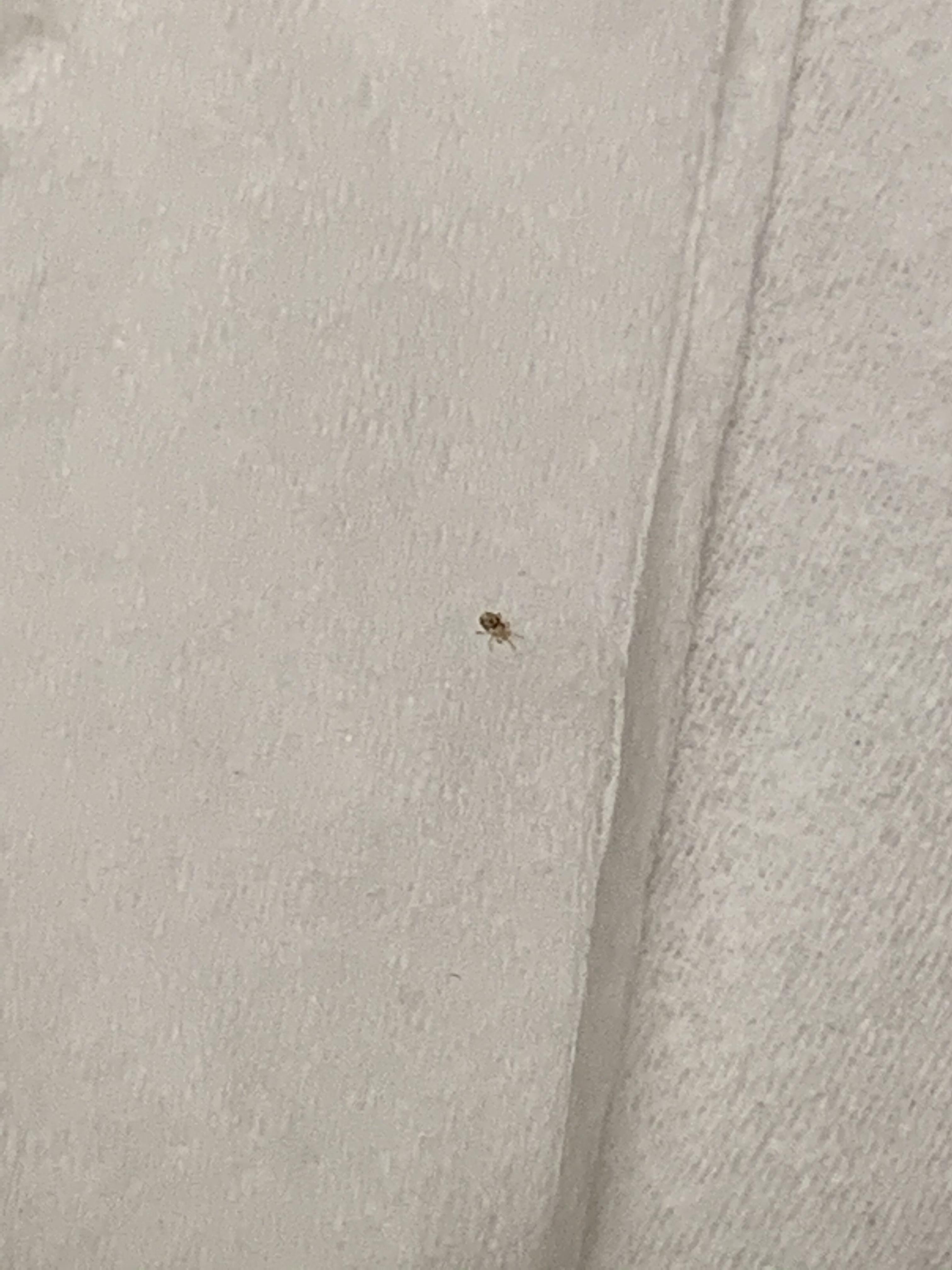 Is this a bird mite? Very tiny r/pestcontrol