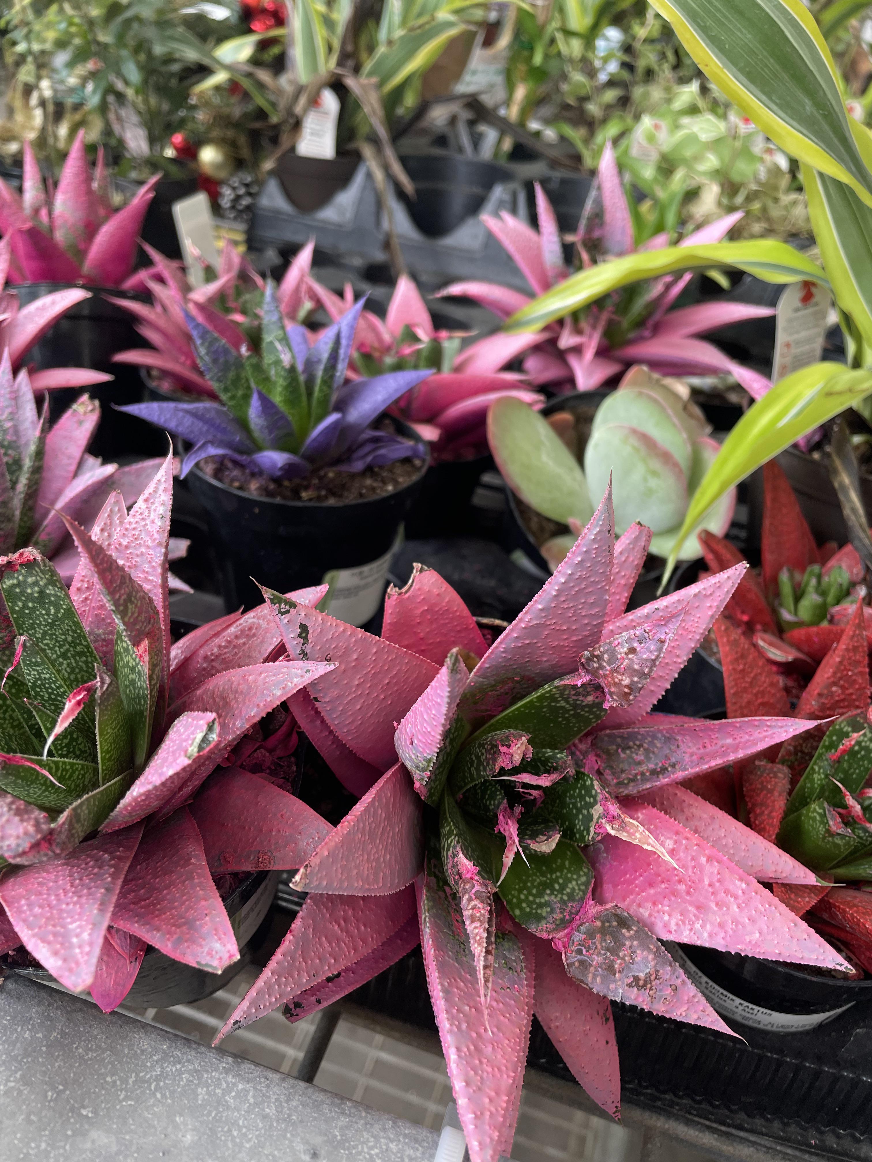 And I didn’t even get a picture of the cactuses with fake flowers HOT