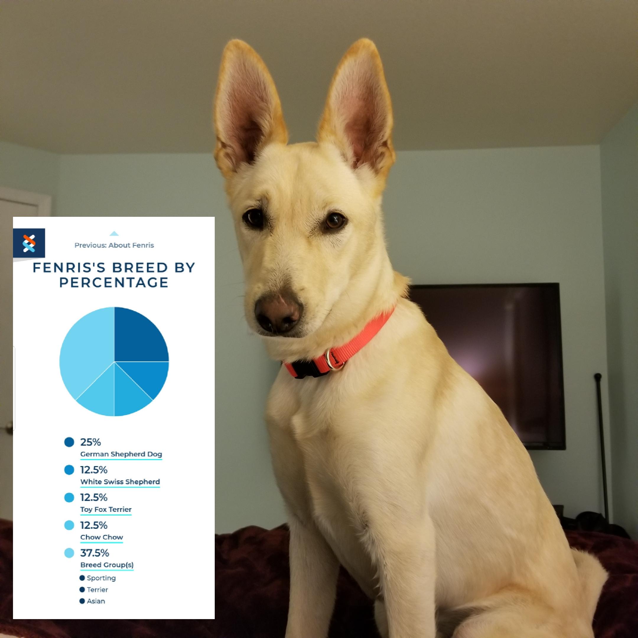 Humane Society said Lab/Husky Wisdom said otherwise Our