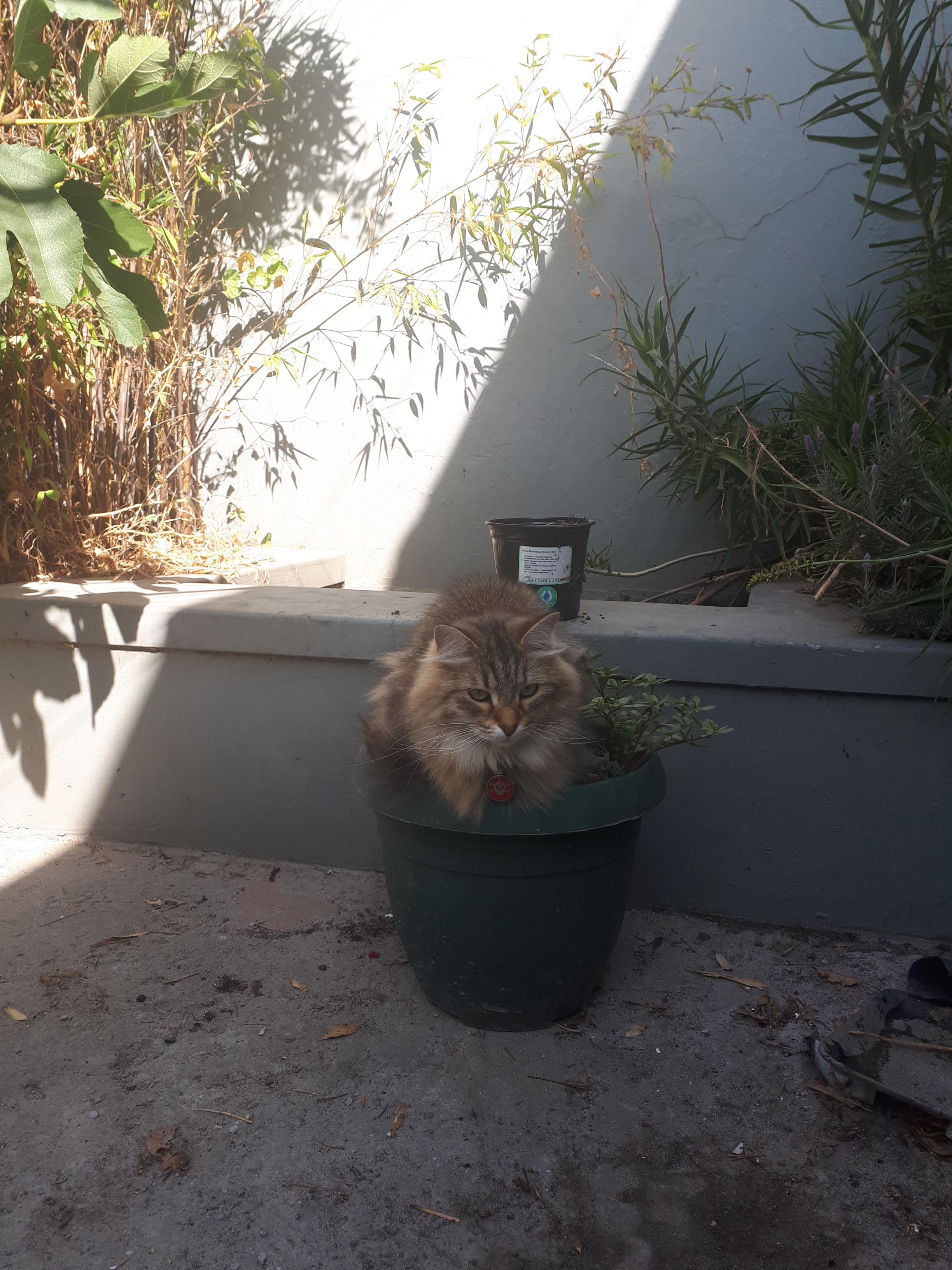I'm growing cats in my yard r/aww