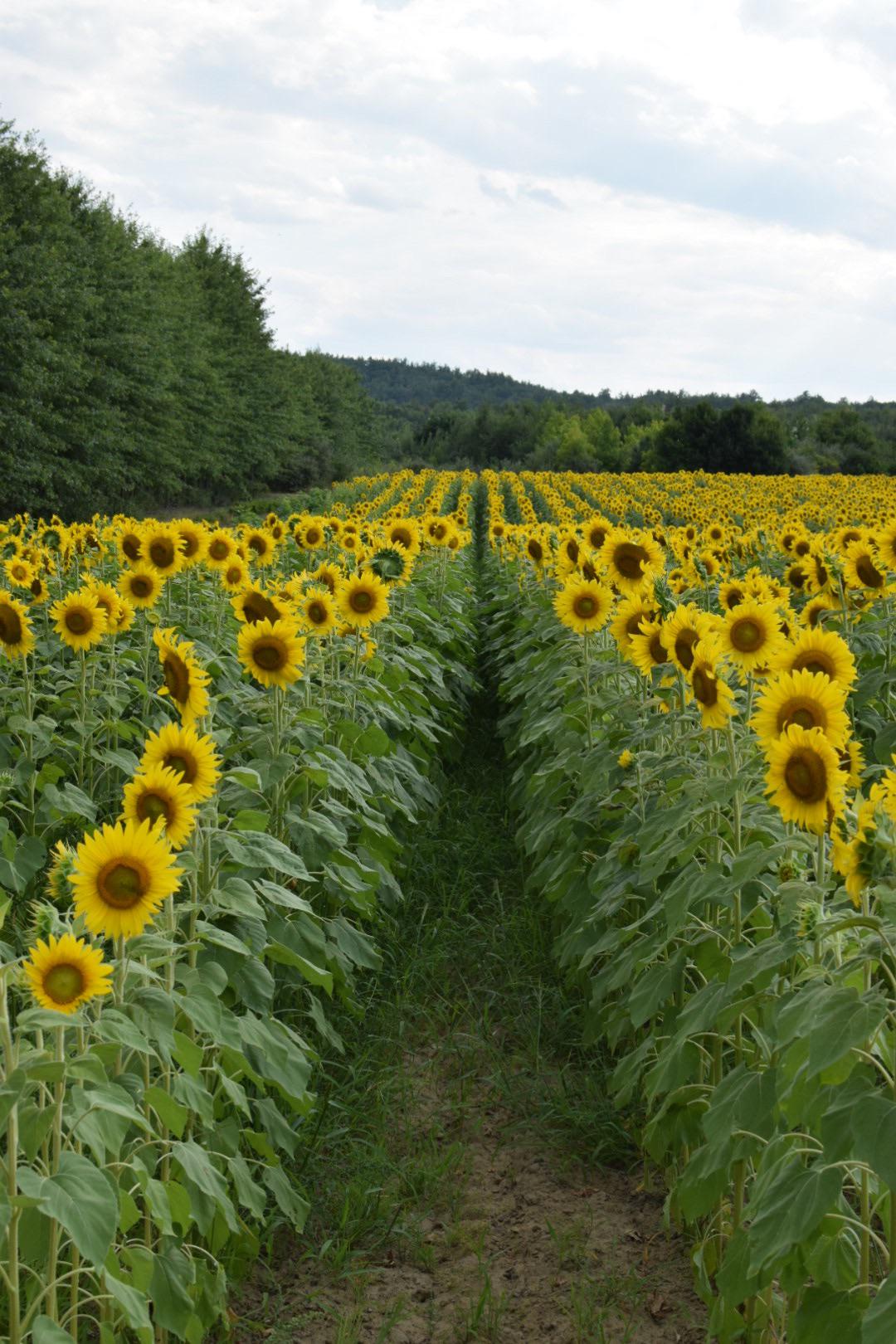 Local sunflower field, had the whole place to ourselves! r/newhampshire
