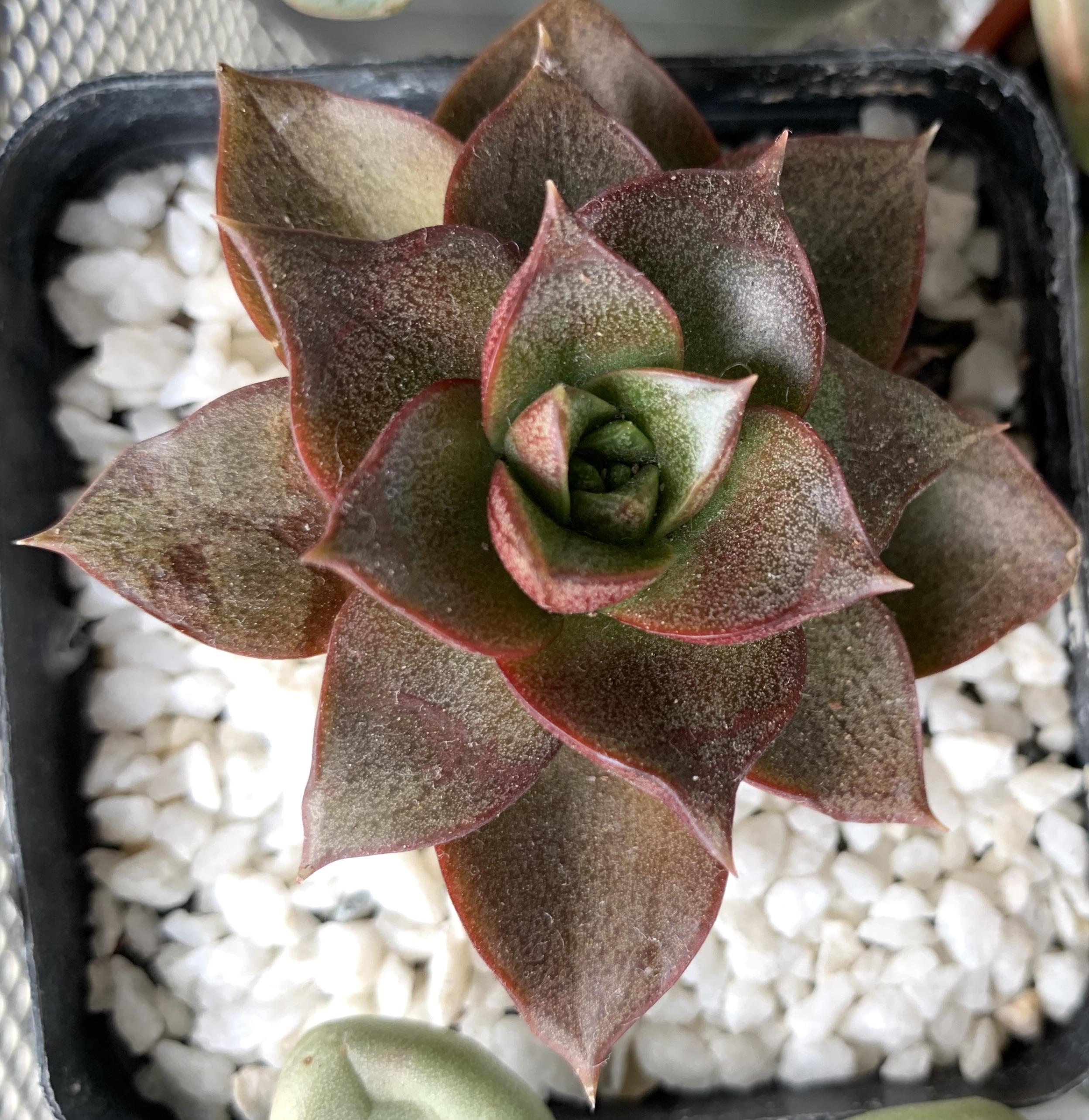 Echeveria purpusorum. One of very few of my succulents that can take