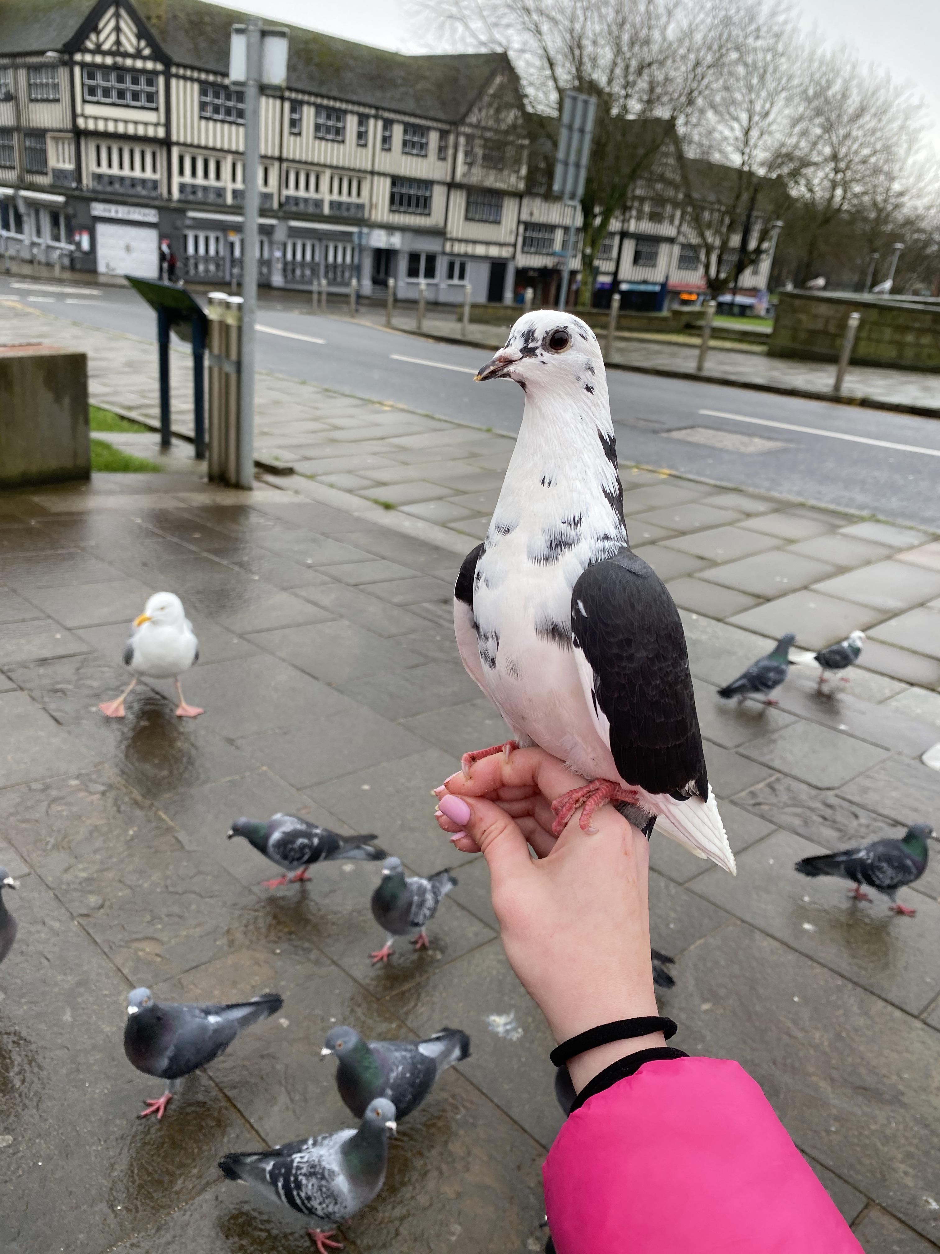 Holding a pigeon friend in Castle Square swansea
