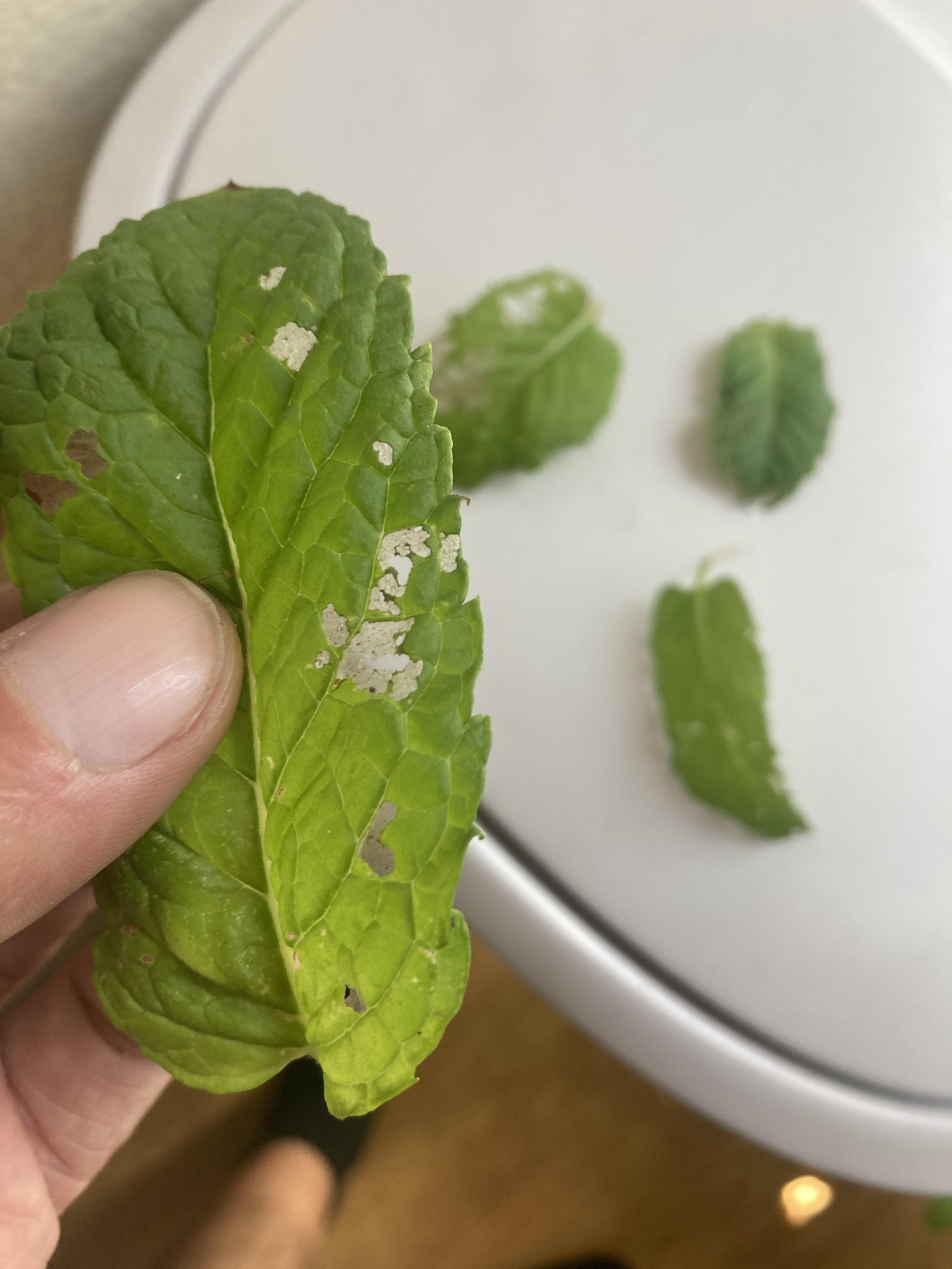 Something has started eating my mint plant in the past few days. About