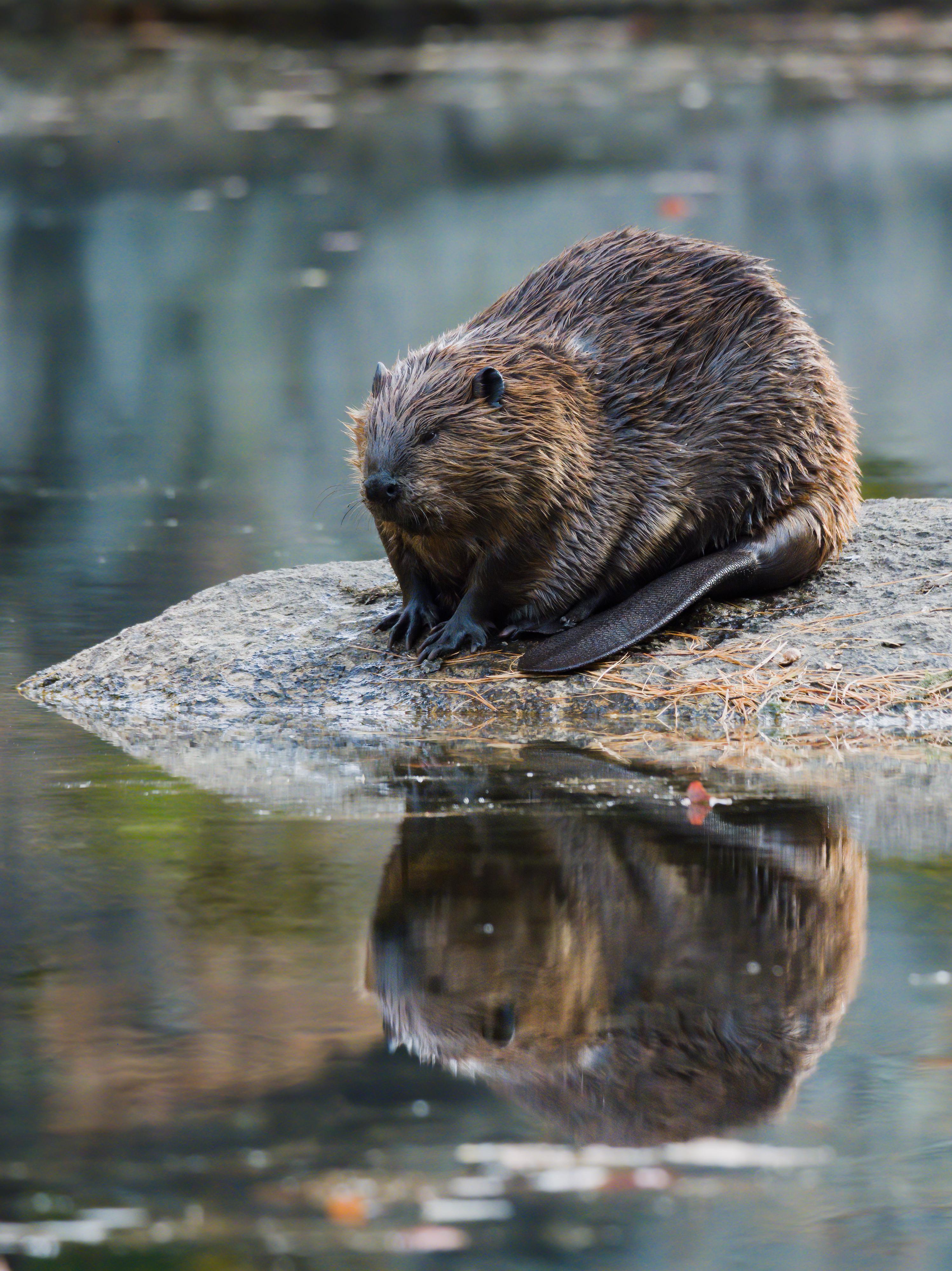 🔥 A Beaver watching over its pond. r/Beavers