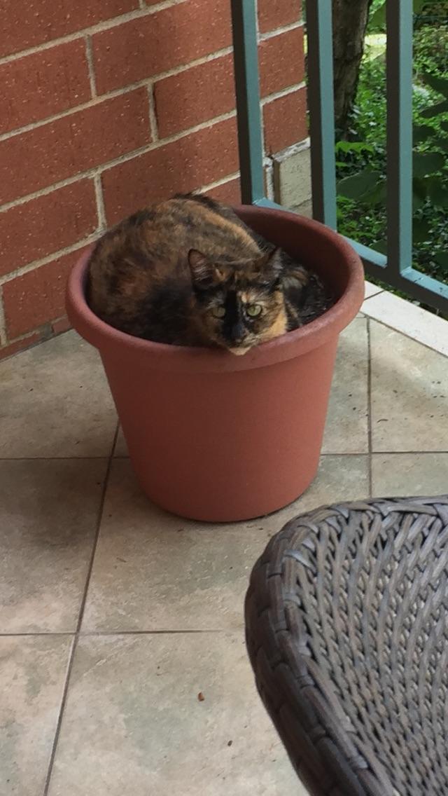 Mystery of dirt on bed solved r/TheCatTrapIsWorking