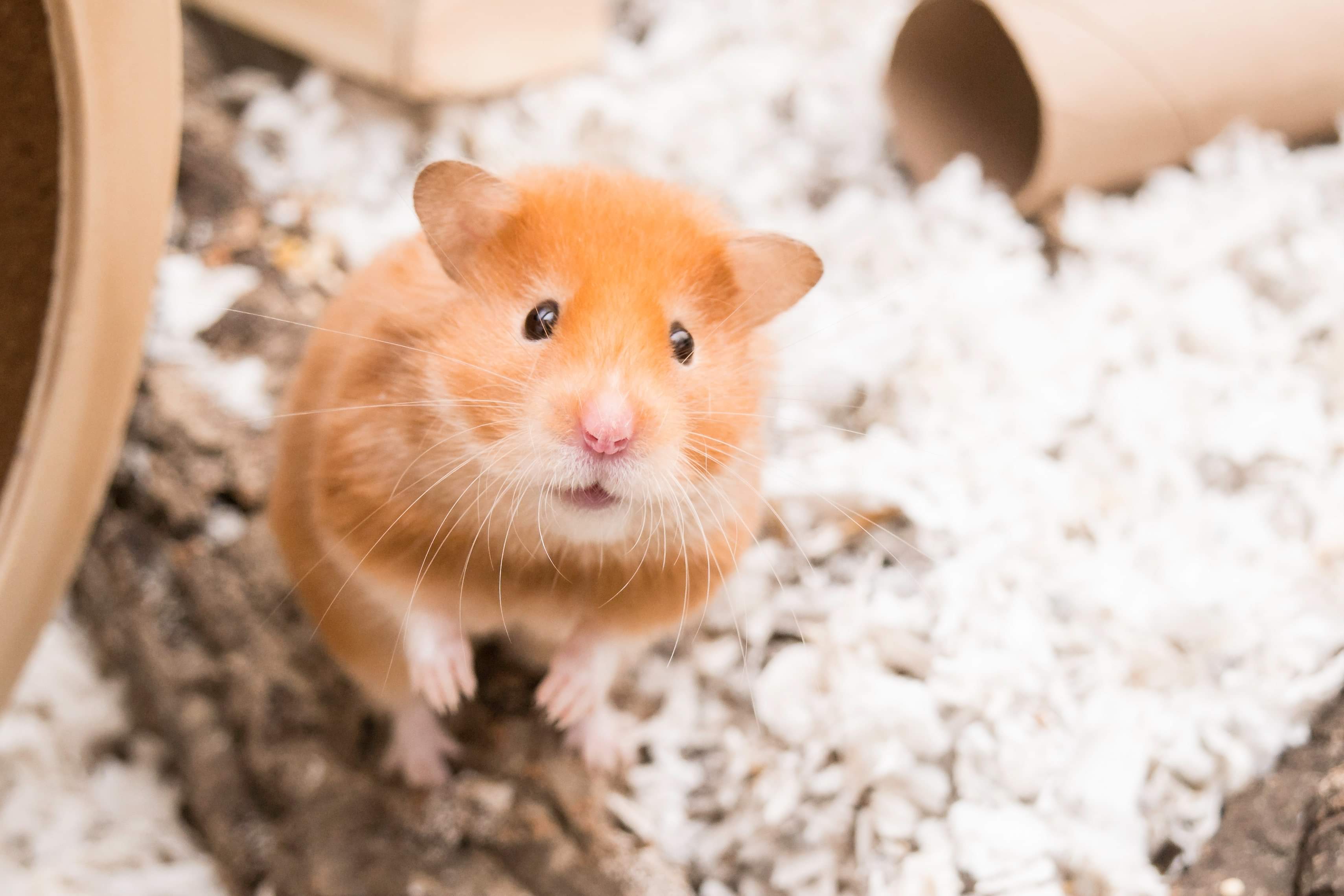 My sweet Cinnamon has passed. She was so loved. 🧡 r/hamsters