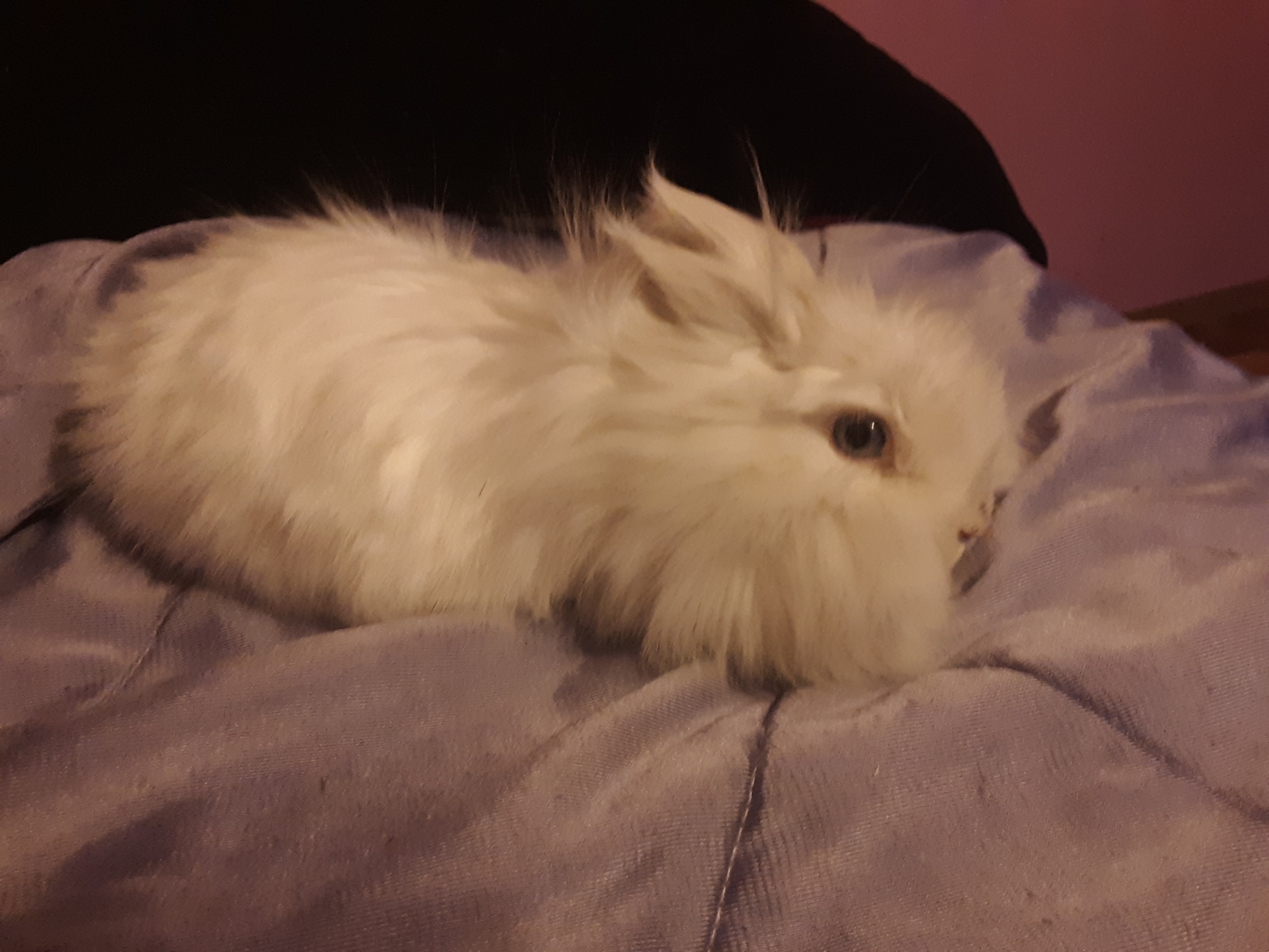 Meet Prince Hairry, our new double mane Lionhead rabbit with blue eyes