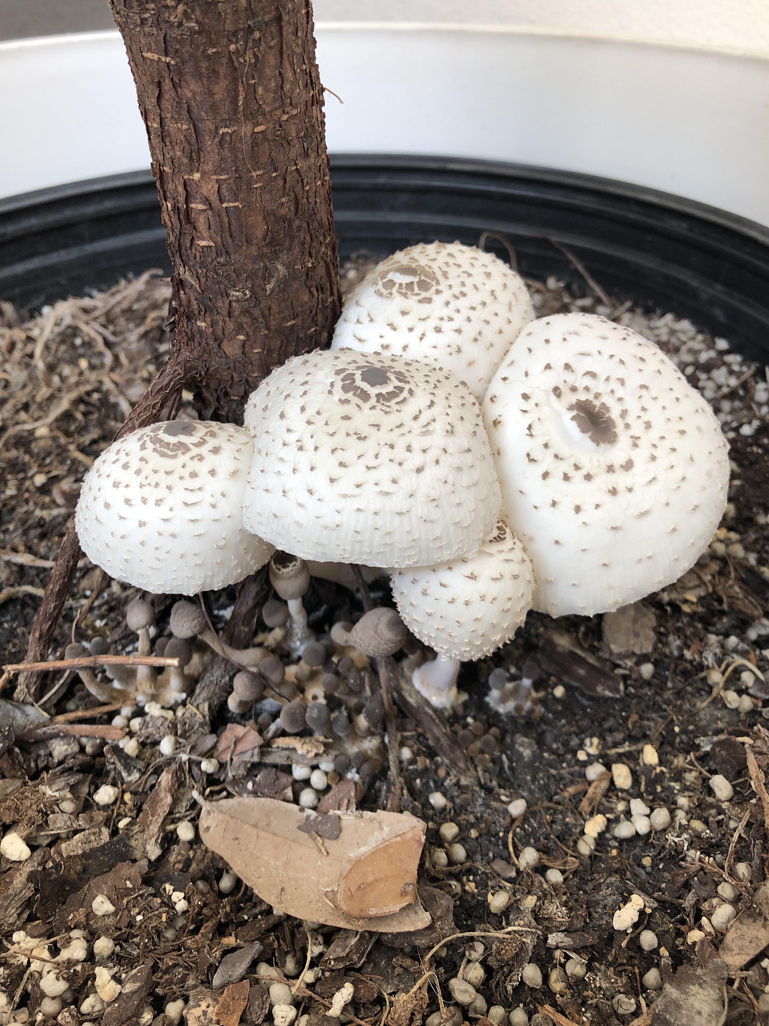 Is it ok these are growing in my fiddle leaf fig pot? r/gardening
