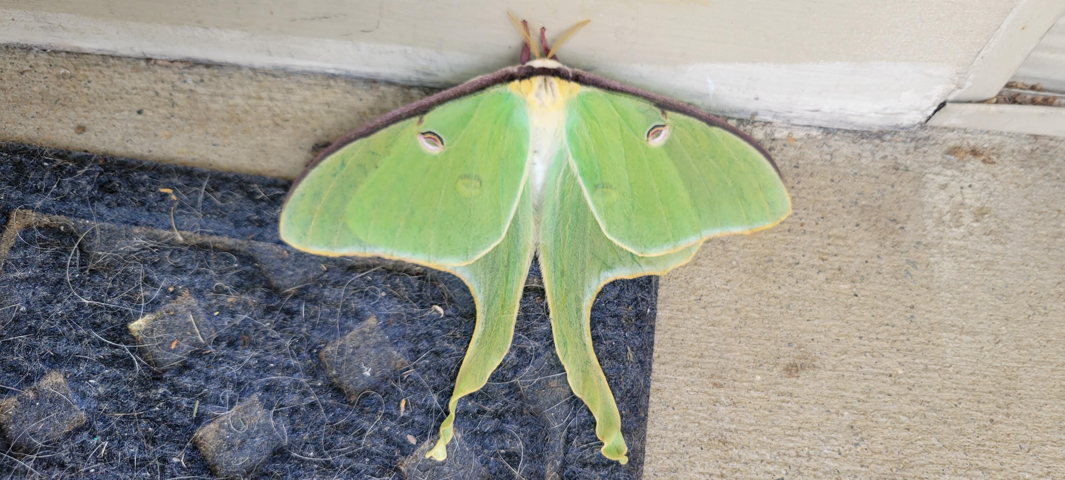 Luna moth r/frederickmd