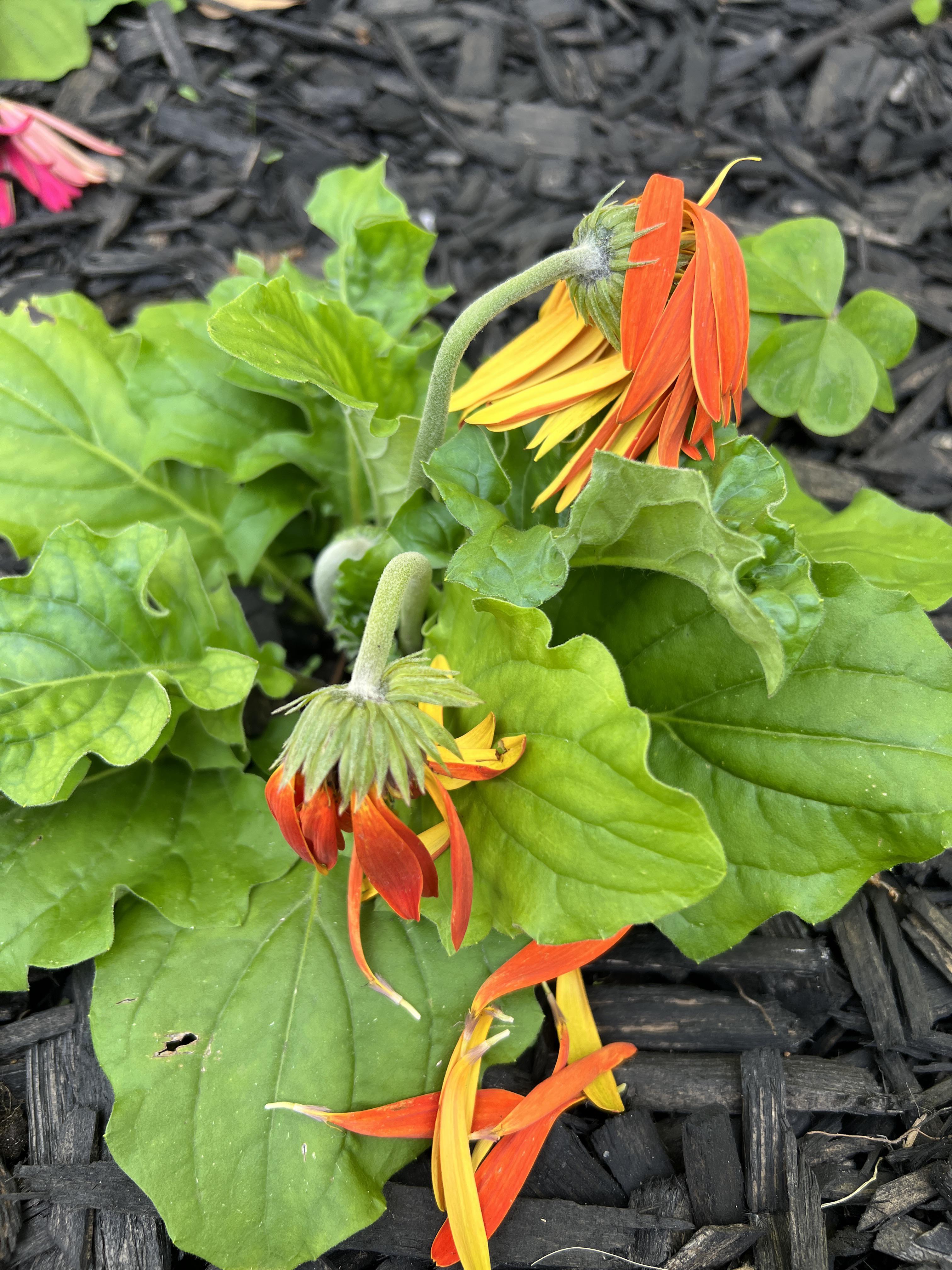 What’s wrong with my Gerbera daisies? Is this just how they look when