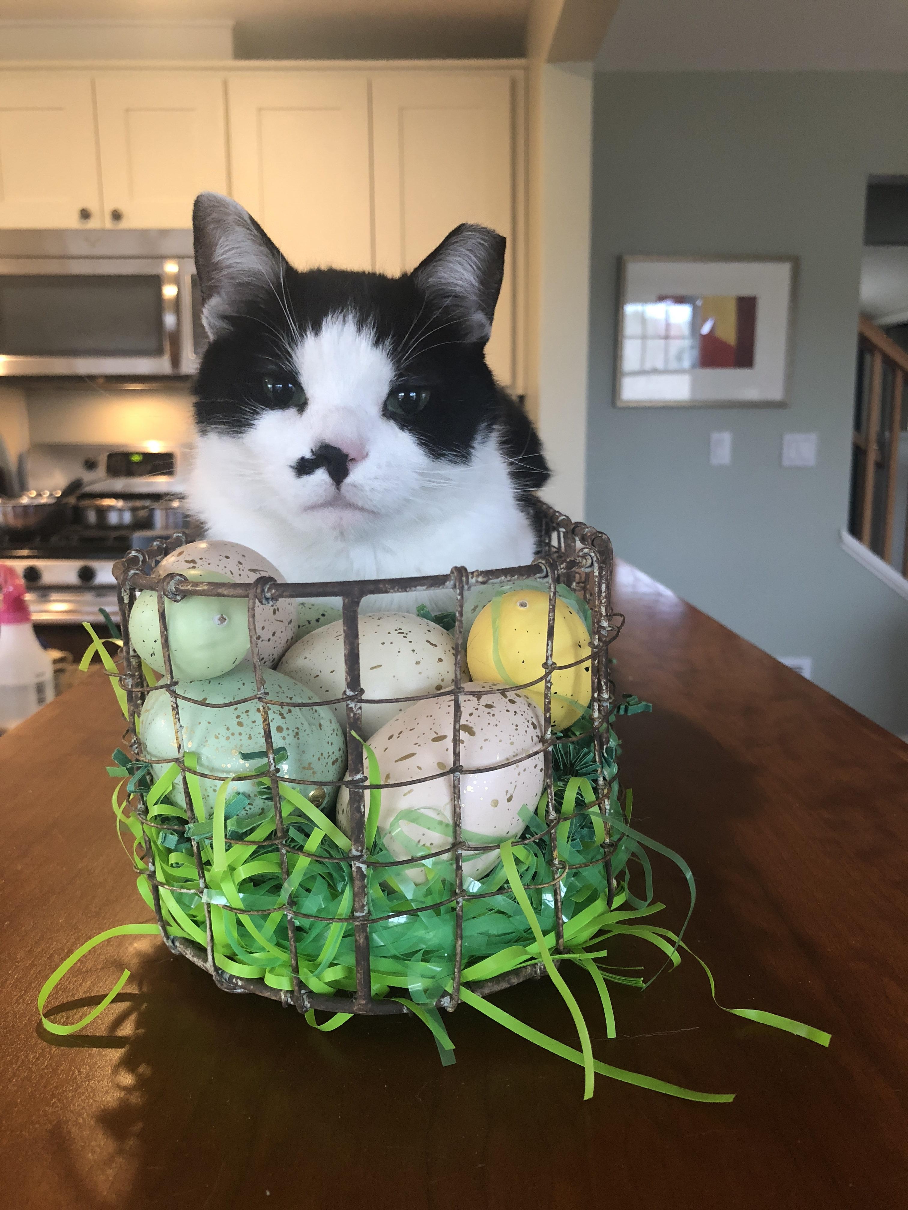 Why have an Easter Bunny when you have the Easter Kitty r/cats